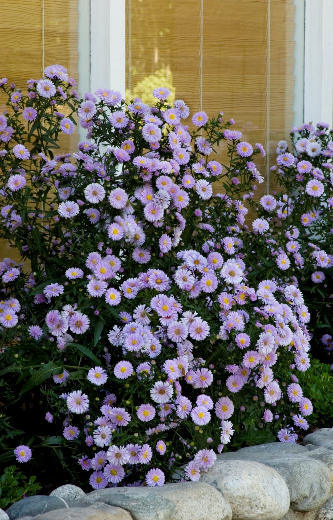 can you ship plants internationally How To Ship Plants: Tips for Mailing Live Plants (2025)