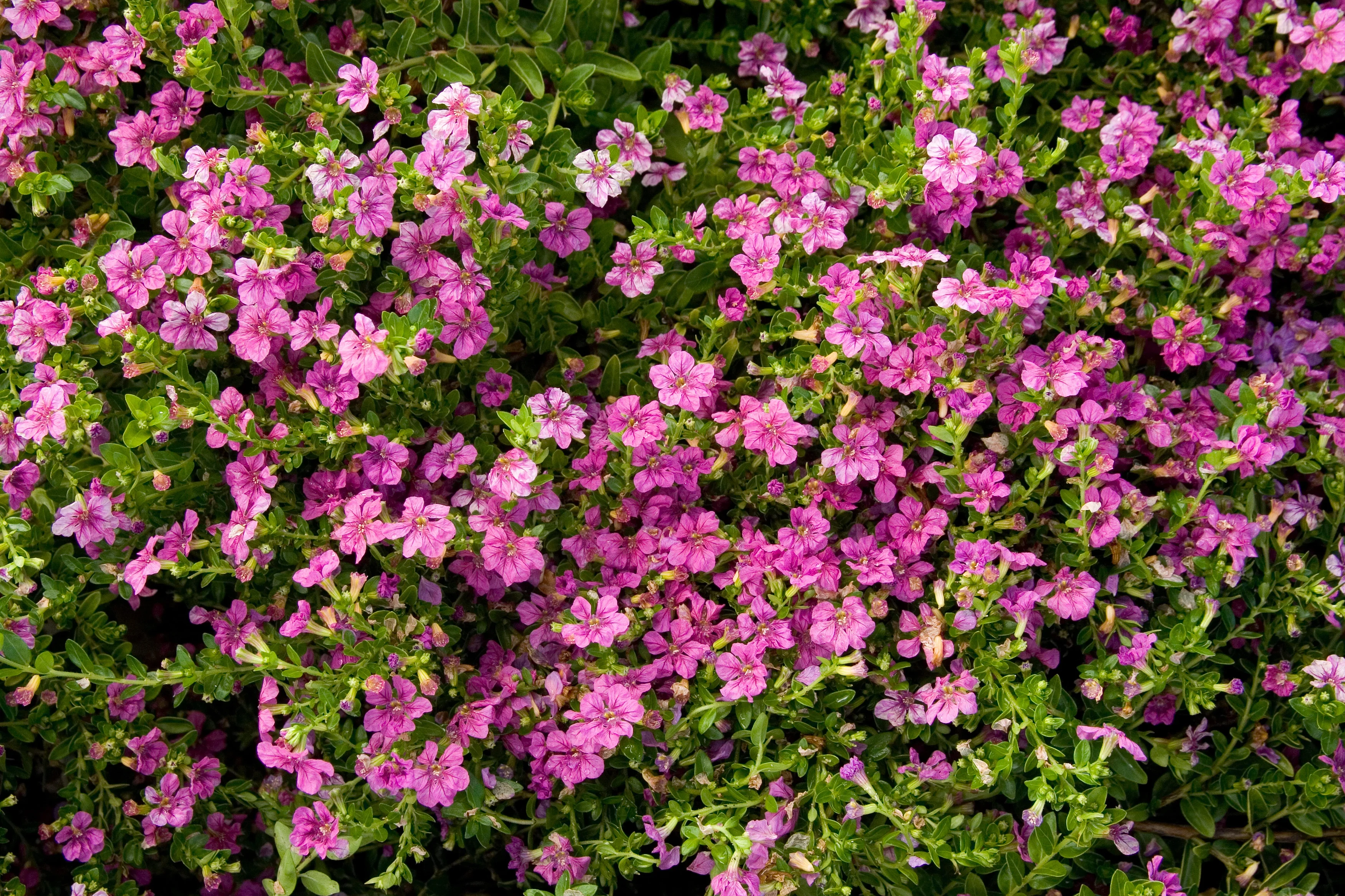 Dense mounding plant covered in vibrant pink and magenta small flowers with green foliage, Cuphea hyssopifolia 'MonTroy' Itsy Bitsy® Rose False Heather, showing prolific blooming at peak flowering stage.