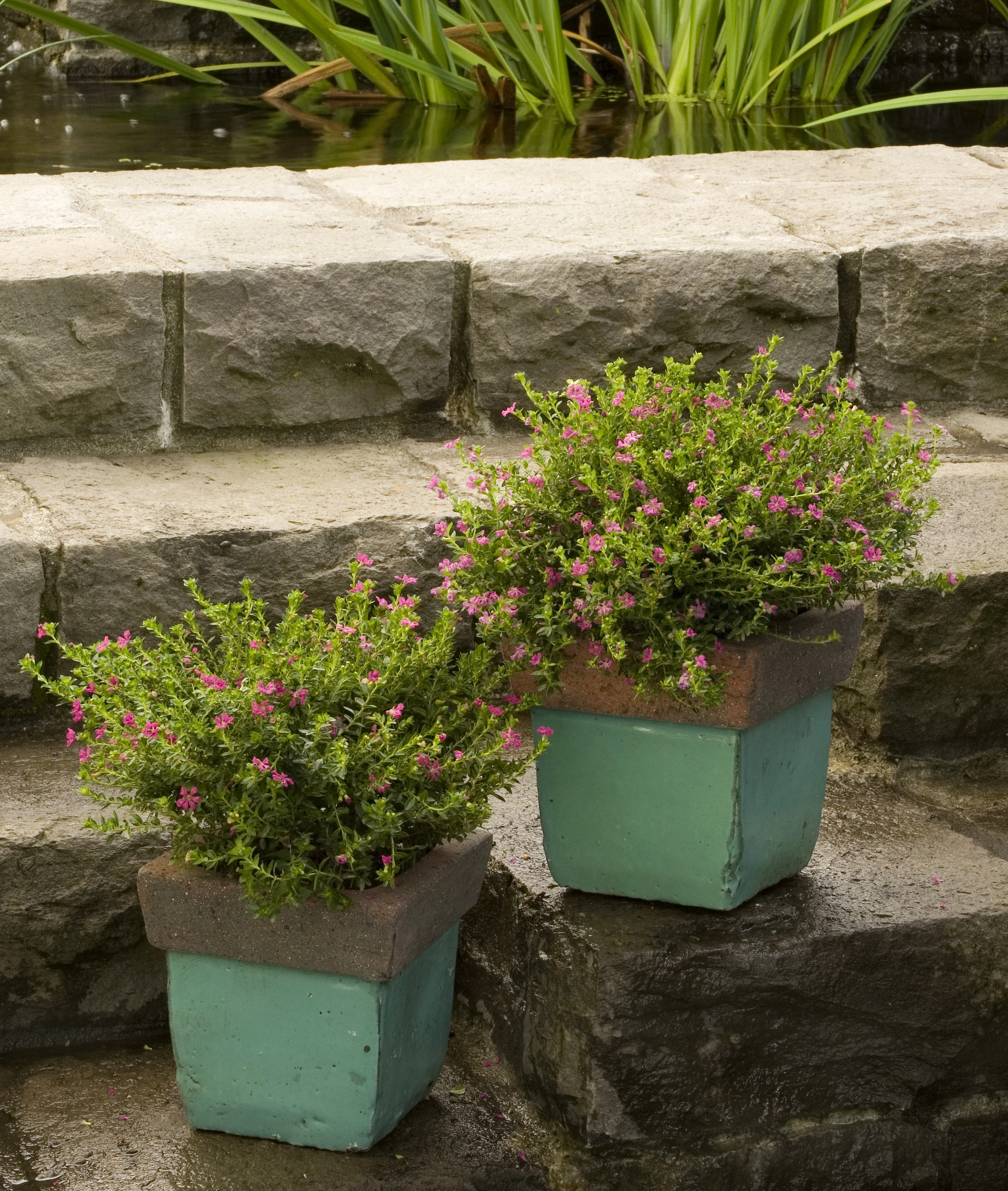Cuphea hyssopifolia 'MonTroy' Itsy Bitsy® Rose False Heather displaying compact mounding habit with bright pink flowers and fine green foliage, grown in turquoise containers on stone steps beside water, demonstrating mature flowering size for container gardening.