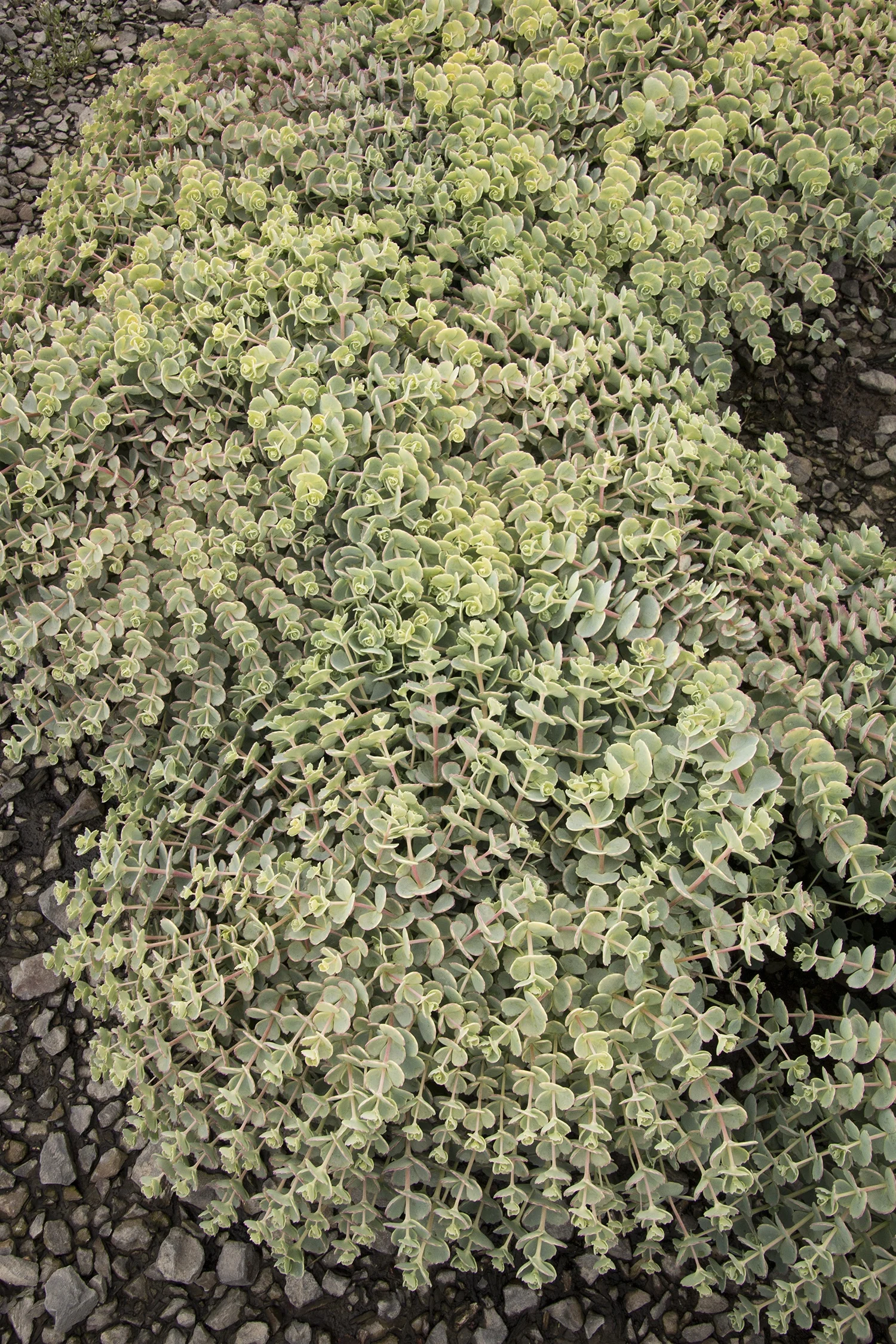 Dense mat of Sedum sieboldii 'October Daphne' with chartreuse-yellow succulent rosettes and trailing stems, viewed from above in a gravel garden setting, showing mature spreading habit and foliage color.