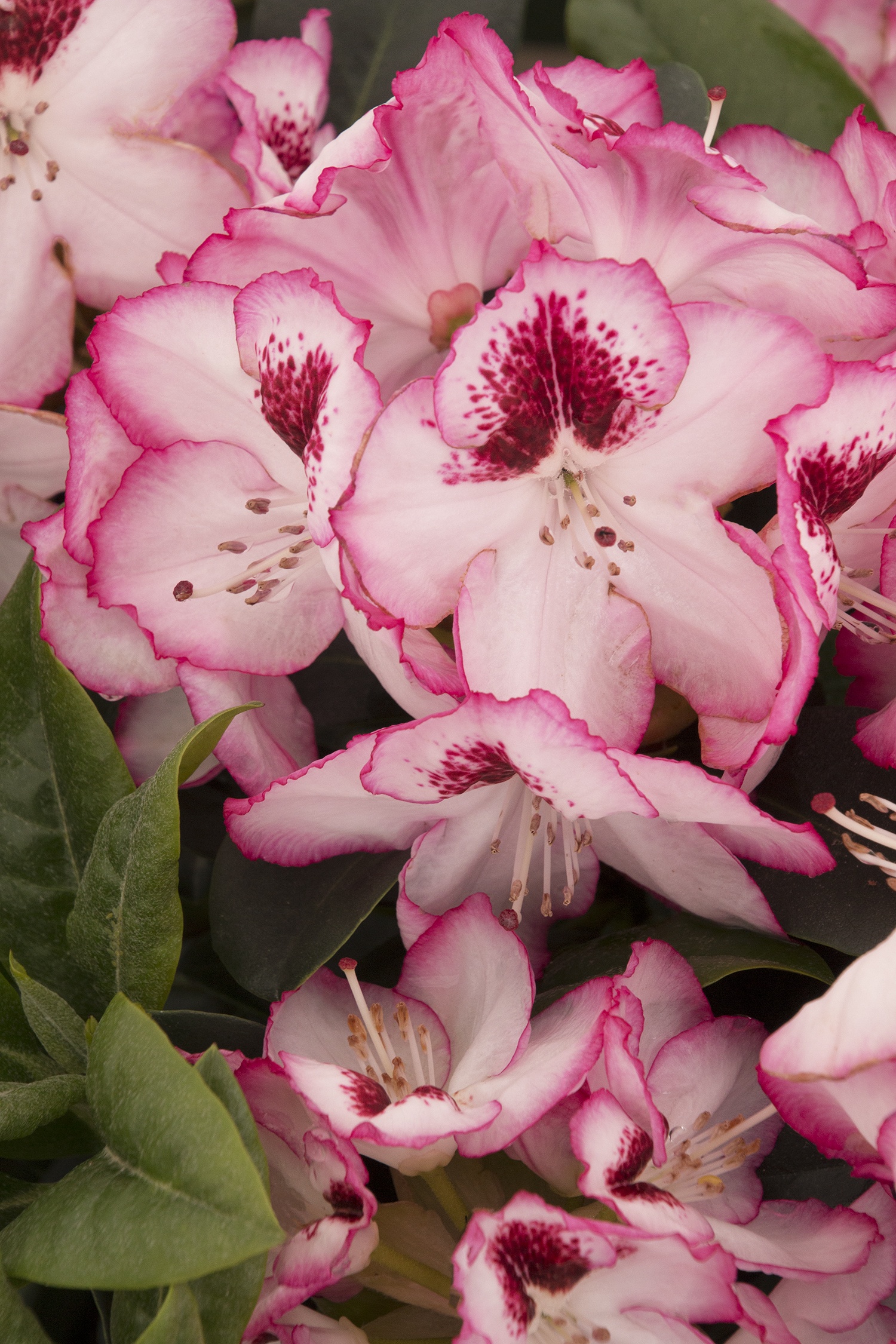 Cherry Cheesecake Rhododendron, Rhododendron x 'Cherry Cheesecake'