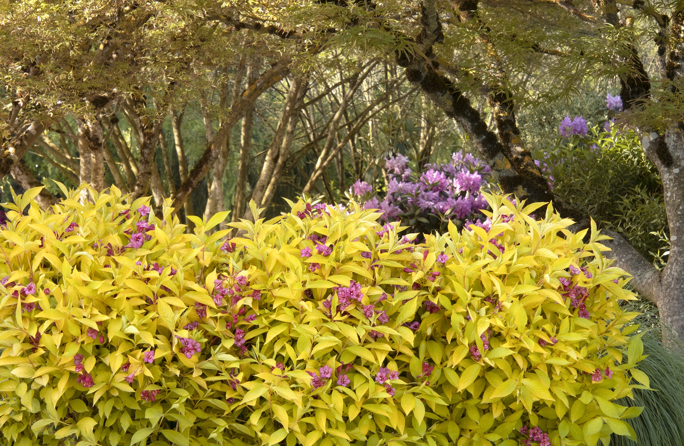 Monrovia Golden Jackpot Weigela - Thumbnail 2