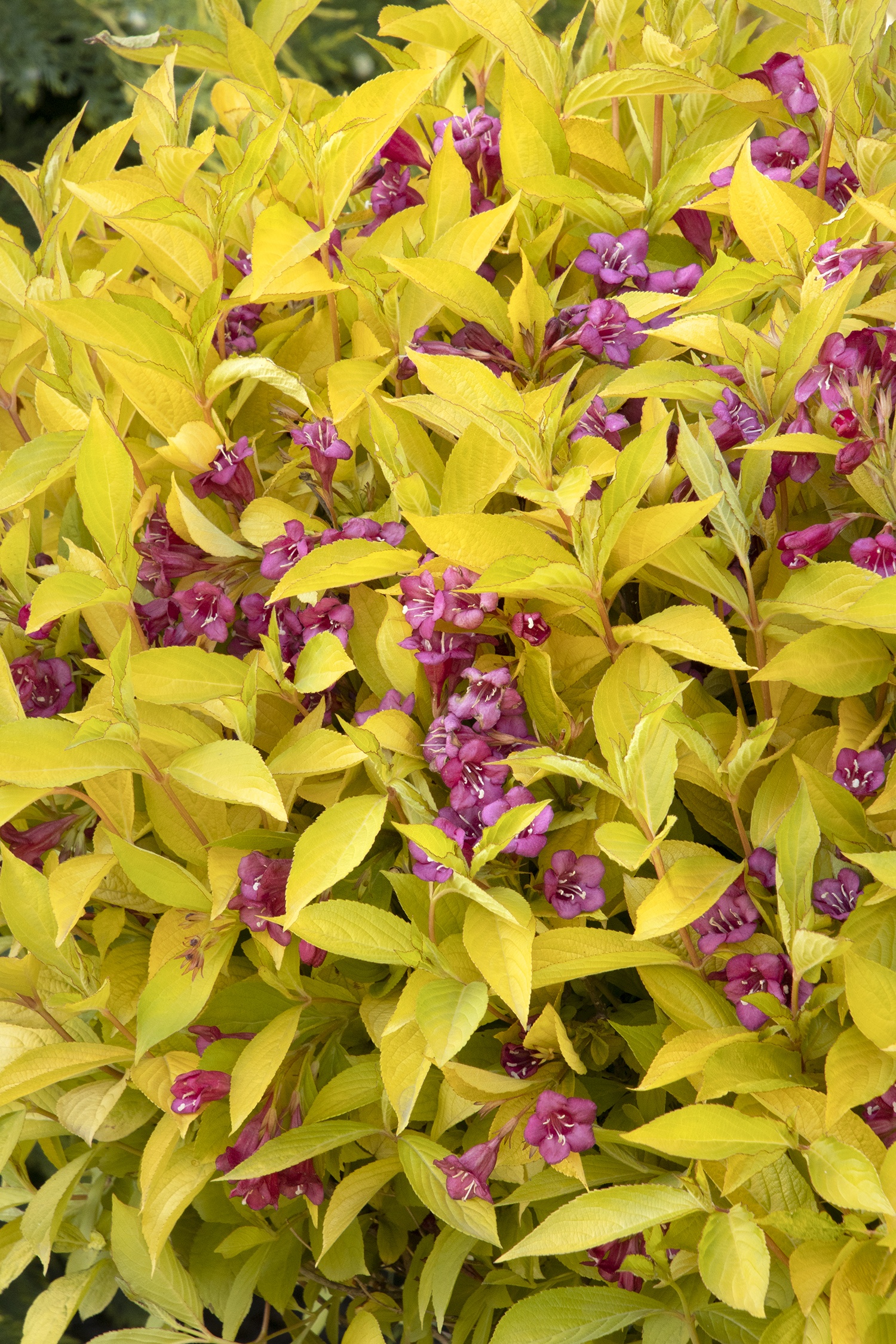 Monrovia Golden Jackpot Weigela - Thumbnail 5
