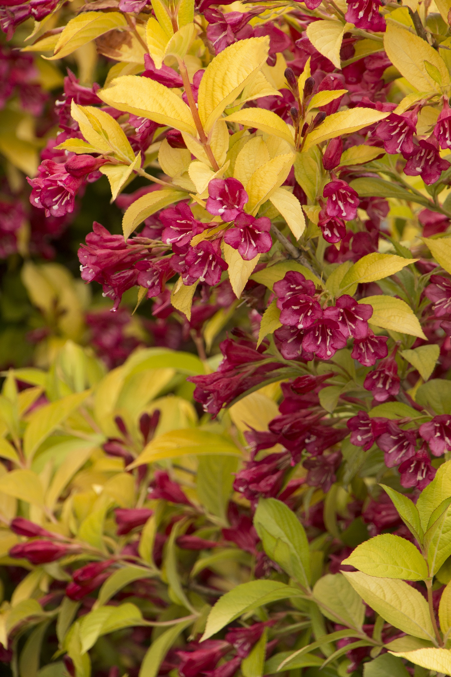 Monrovia Golden Jackpot Weigela - Thumbnail 3