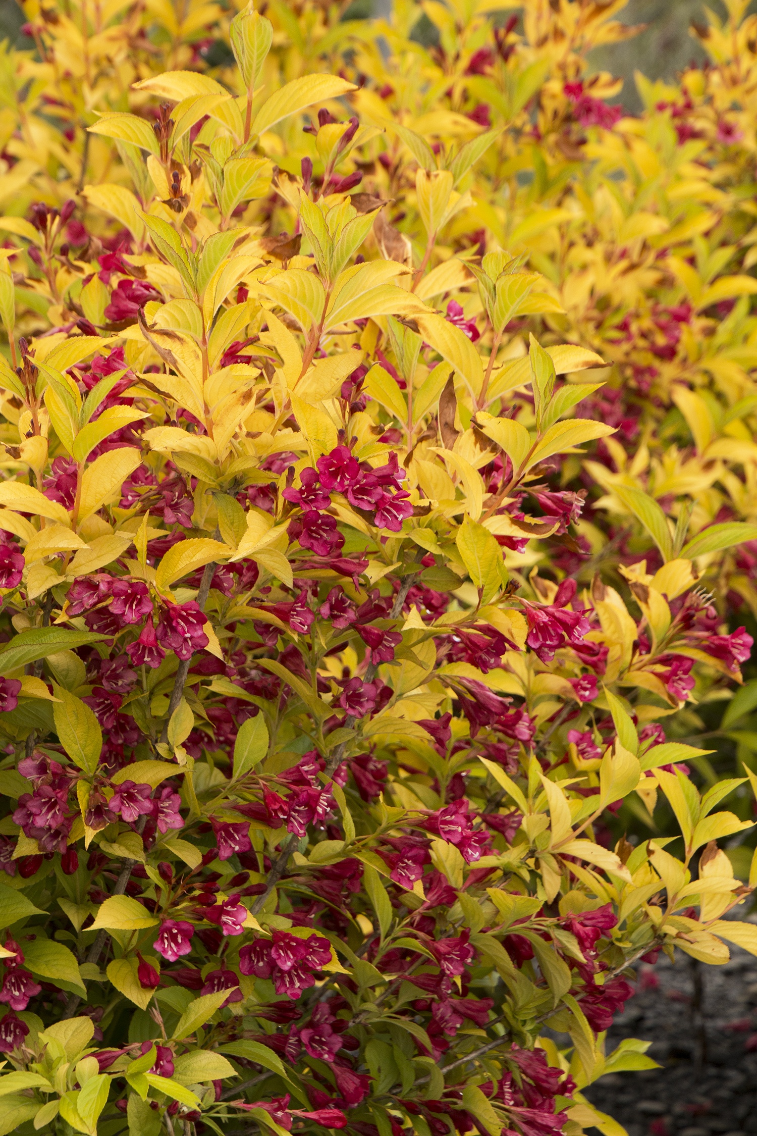 Monrovia Golden Jackpot Weigela