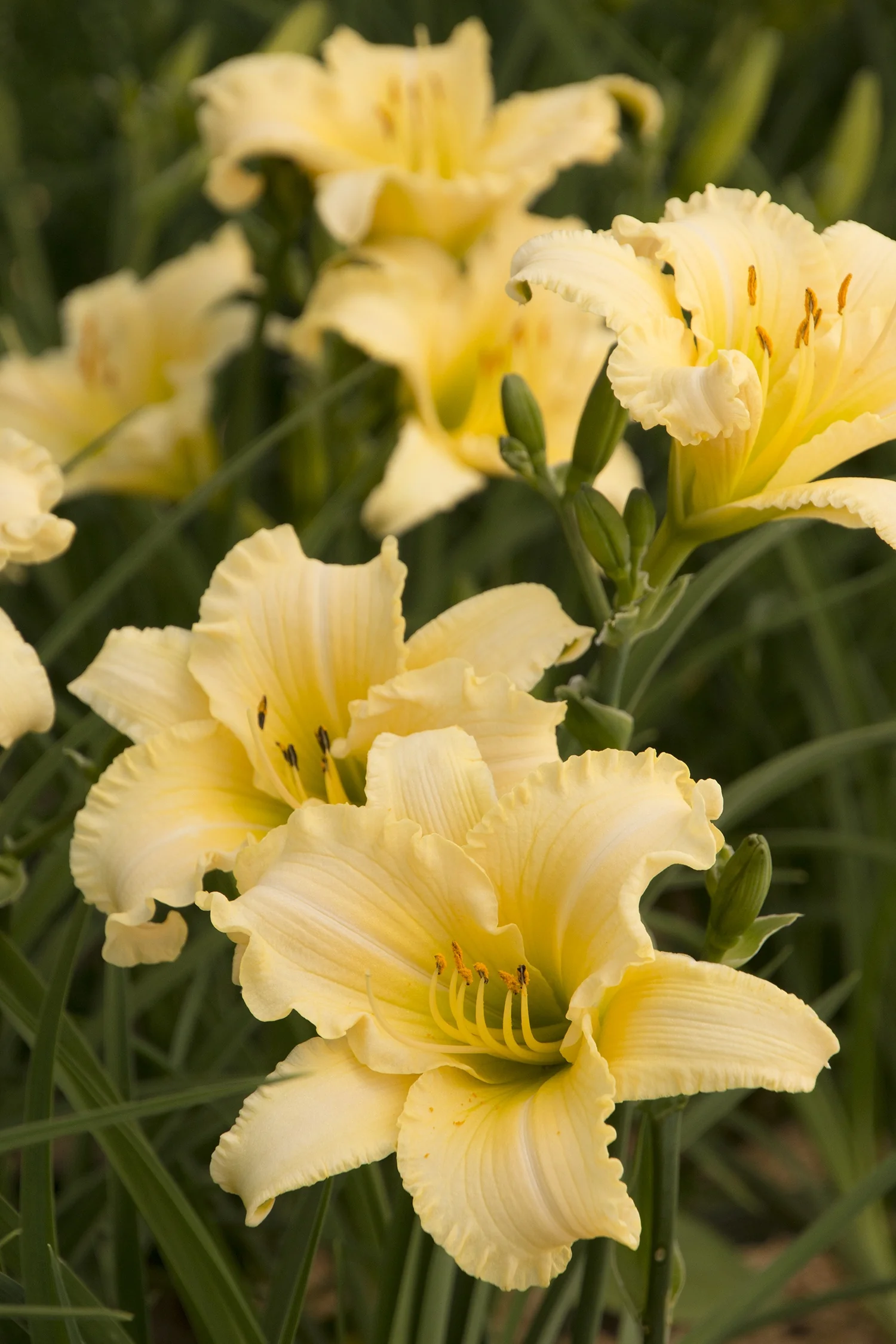 Close-up of EveryDaylily® Cream Daylily (Hemerocallis 'VER00112') displaying pale yellow blooms with ruffled petals and golden-yellow centers, surrounded by green foliage and unopened buds, demonstrating the flower form and color at peak bloom.
