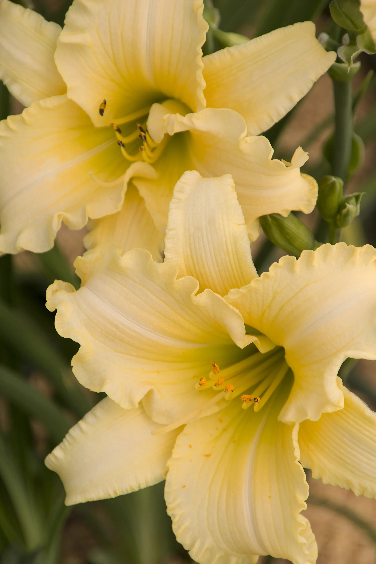 Close-up of EveryDaylily® Cream daylily (Hemerocallis 'VER00112') showing pale yellow petals with ruffled edges and darker yellow throat with orange stamens. Multiple blooms visible at different stages with green buds and foliage in background, demonstrating flower form and color.