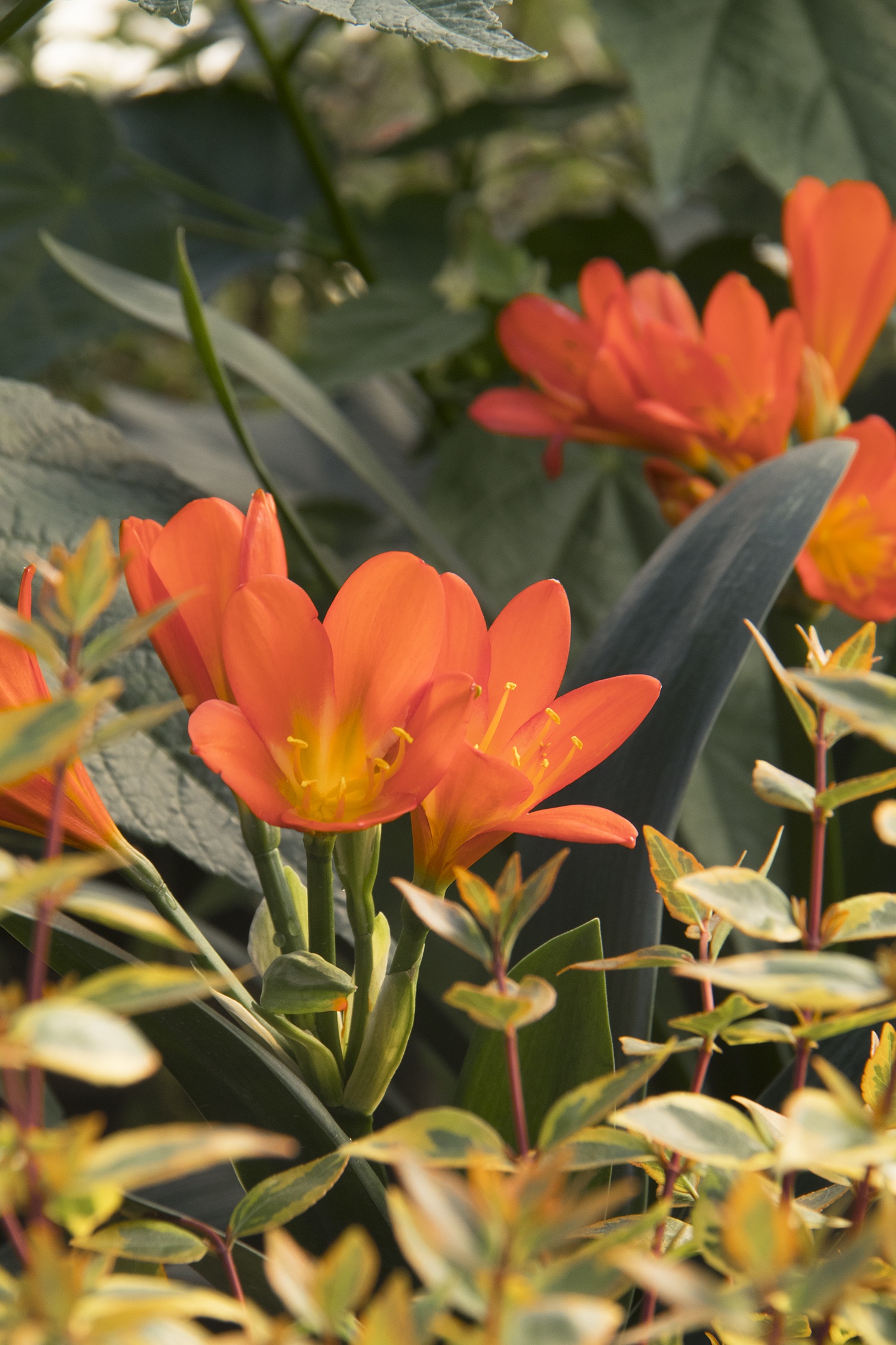 Belgian Hybrid Orange Clivia, Clivia miniata 'Belgian Hybrid Orange'