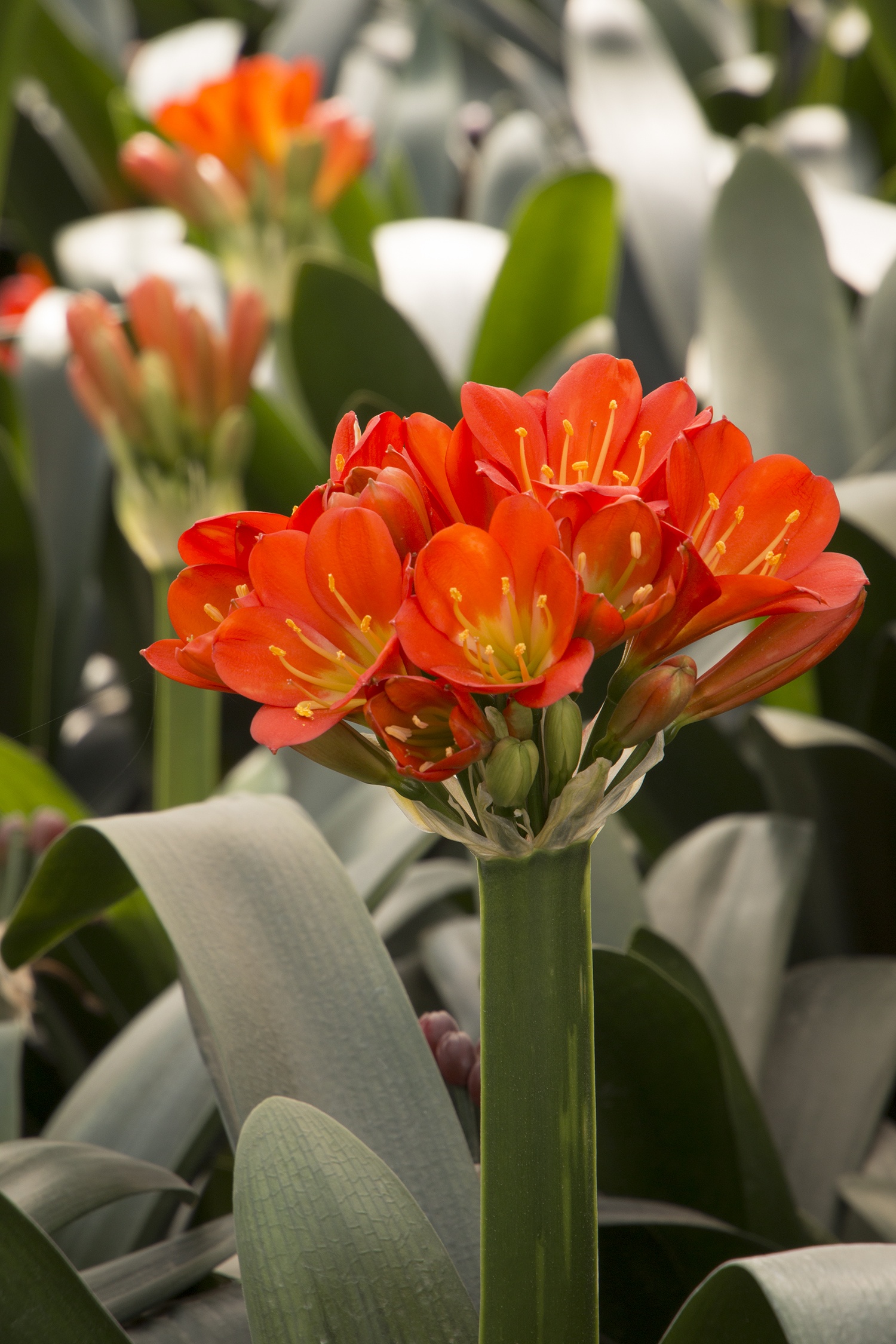 Belgian Hybrid Orange Clivia, Clivia miniata 'Belgian Hybrid Orange'