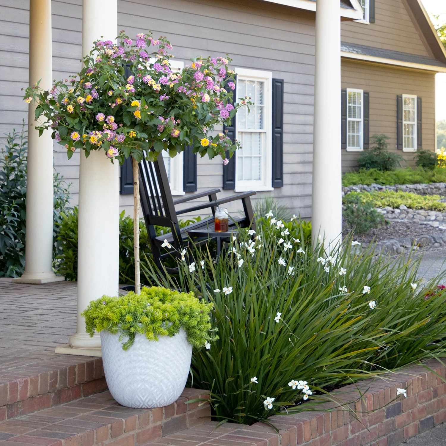 Katrina® African Iris (Dietes x 'NOLA alba') planted in a landscape border alongside ornamental grasses and chartreuse foliage, displaying delicate white flowers in full bloom near a residential porch, demonstrating mature size and garden design application.