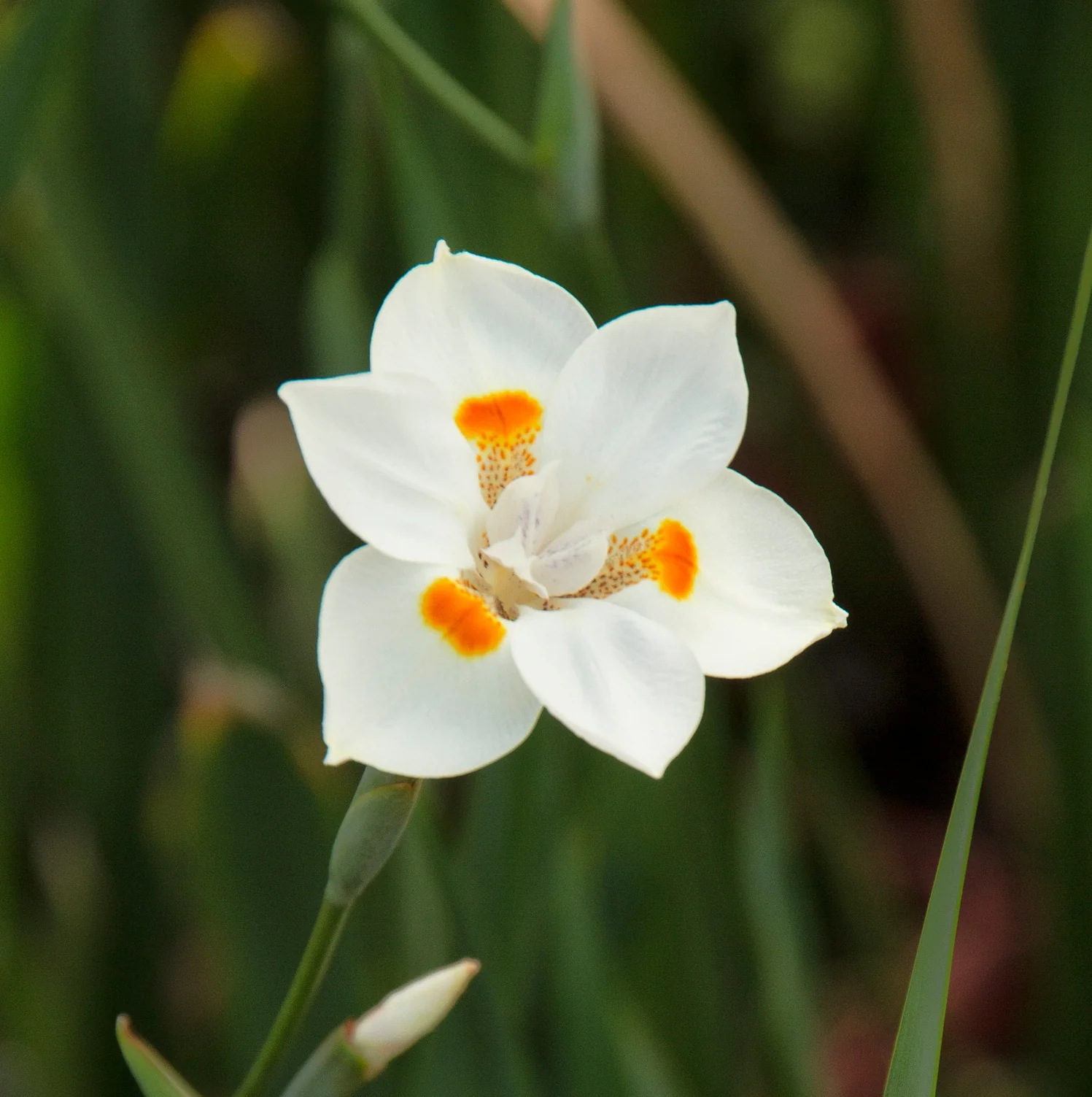 Close-up of Katrina® African Iris (Dietes x 'NOLA alba') bloom showing pure white petals with bright orange and yellow markings on the center, surrounded by green foliage and buds, displaying the flower's distinctive double-layered appearance.