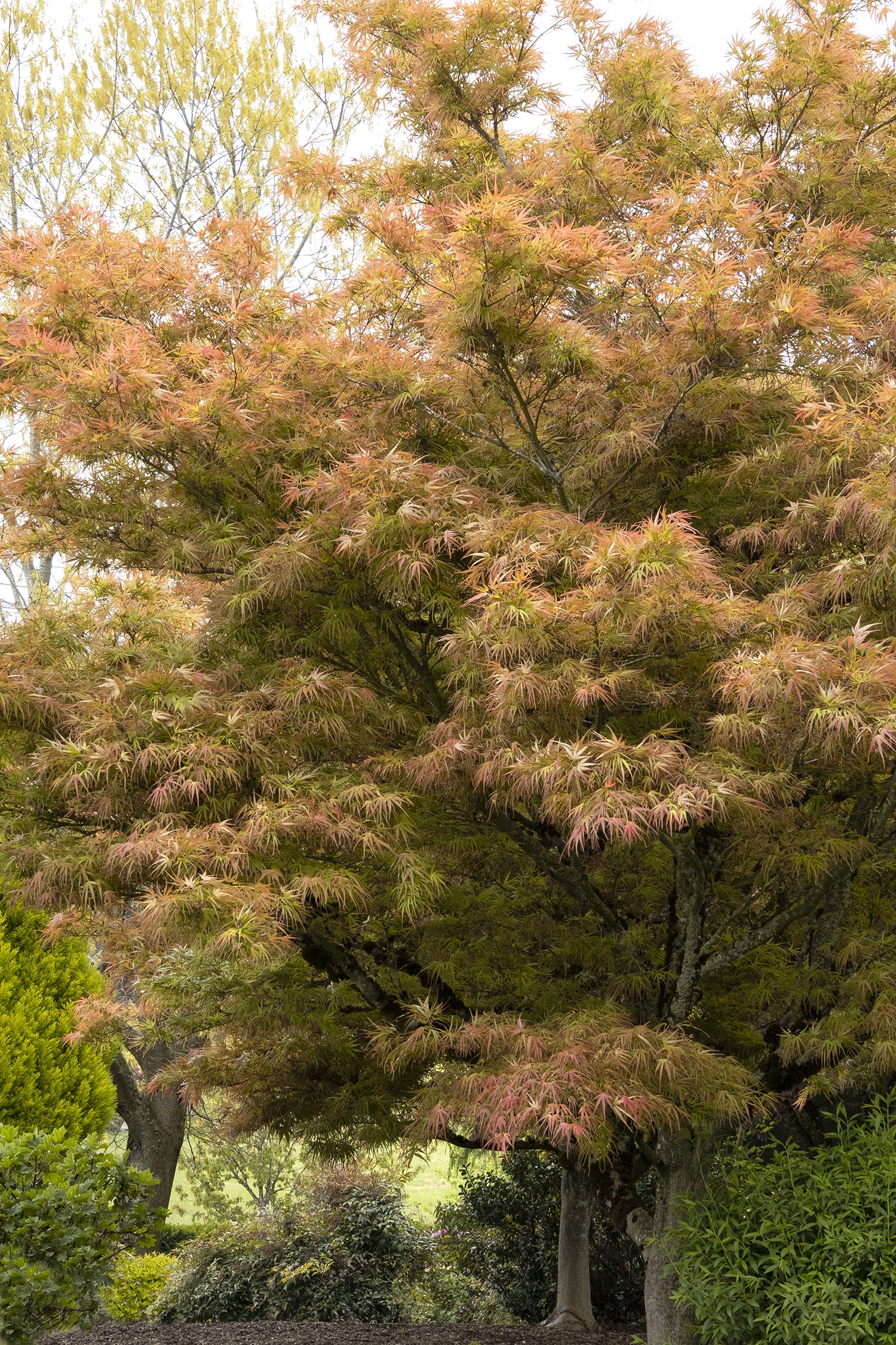 Ribbon-Leaf Japanese Maple, Acer palmatum 'Atrolineare', Monrovia
