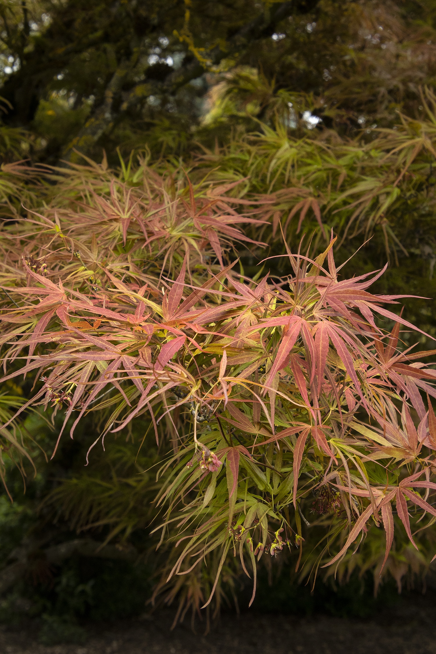 Ribbon-Leaf Japanese Maple, Acer palmatum 'Atrolineare', Monrovia