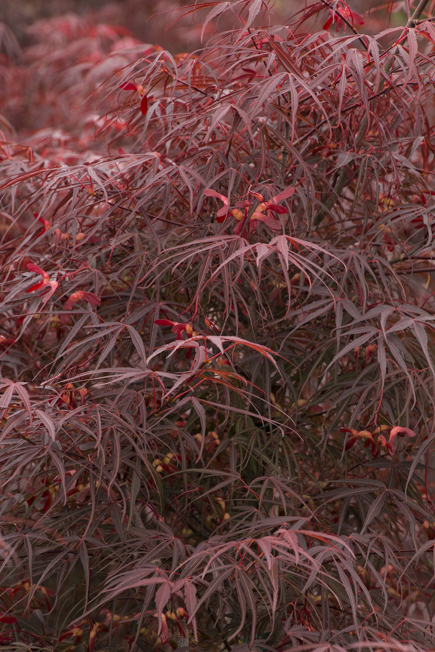 Ribbon-Leaf Japanese Maple, Acer palmatum 'Atrolineare', Monrovia
