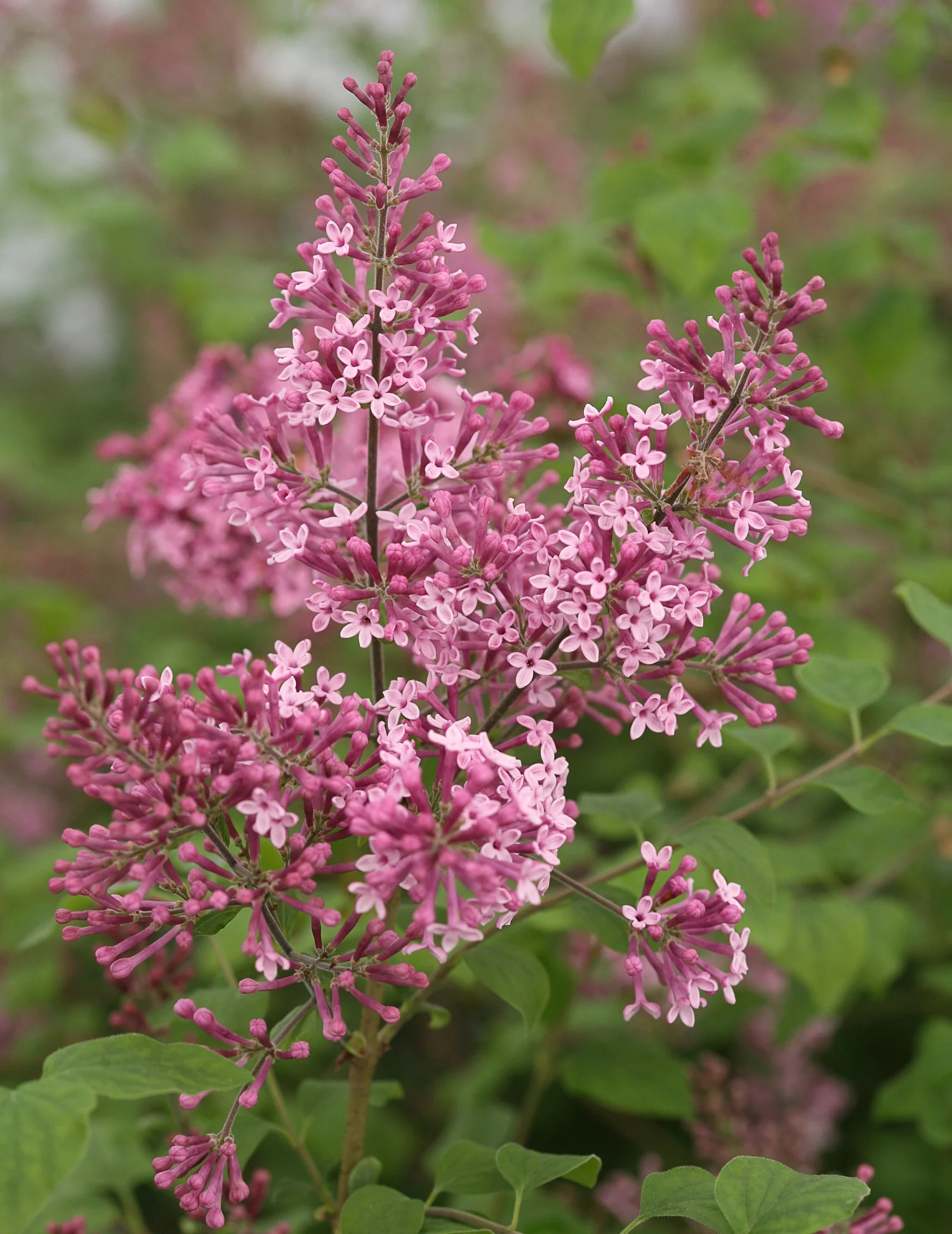 Close-up of Bloomerang® Pink Perfume Lilac (Syringa x 'Pink Perfume') displaying dense clusters of small pink flowers arranged in cone-shaped panicles, with unopened buds at the tips and open blooms below, set against green foliage, showing the plant's profuse flowering habit.