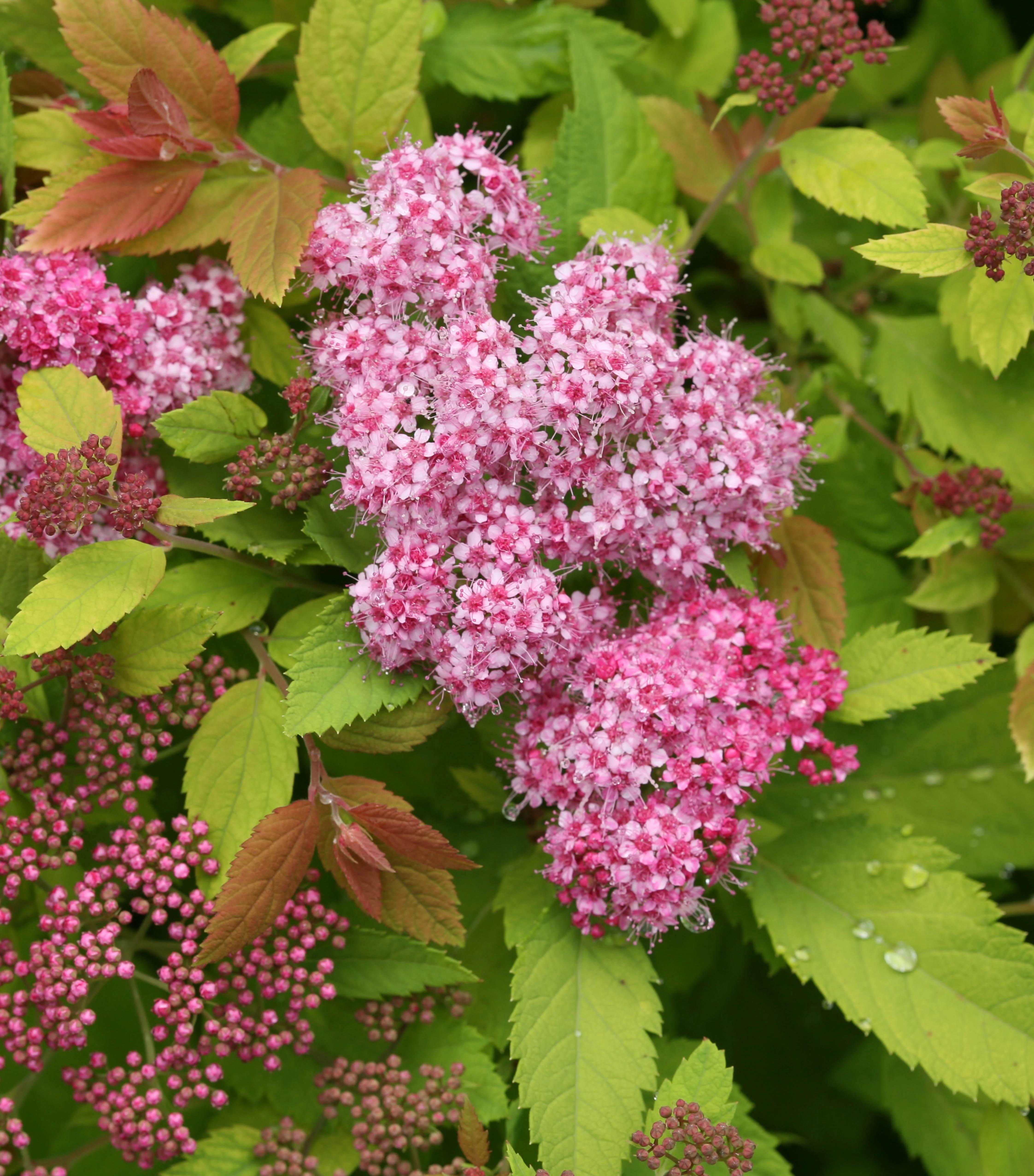 Double Play® Big Bang® Spirea (Spiraea japonica 'Tracy') displays dense clusters of bright pink flowers with burgundy-tinged new foliage and yellow-green mature leaves, shown in close-up detail to showcase the prolific blooming and colorful foliage combination.