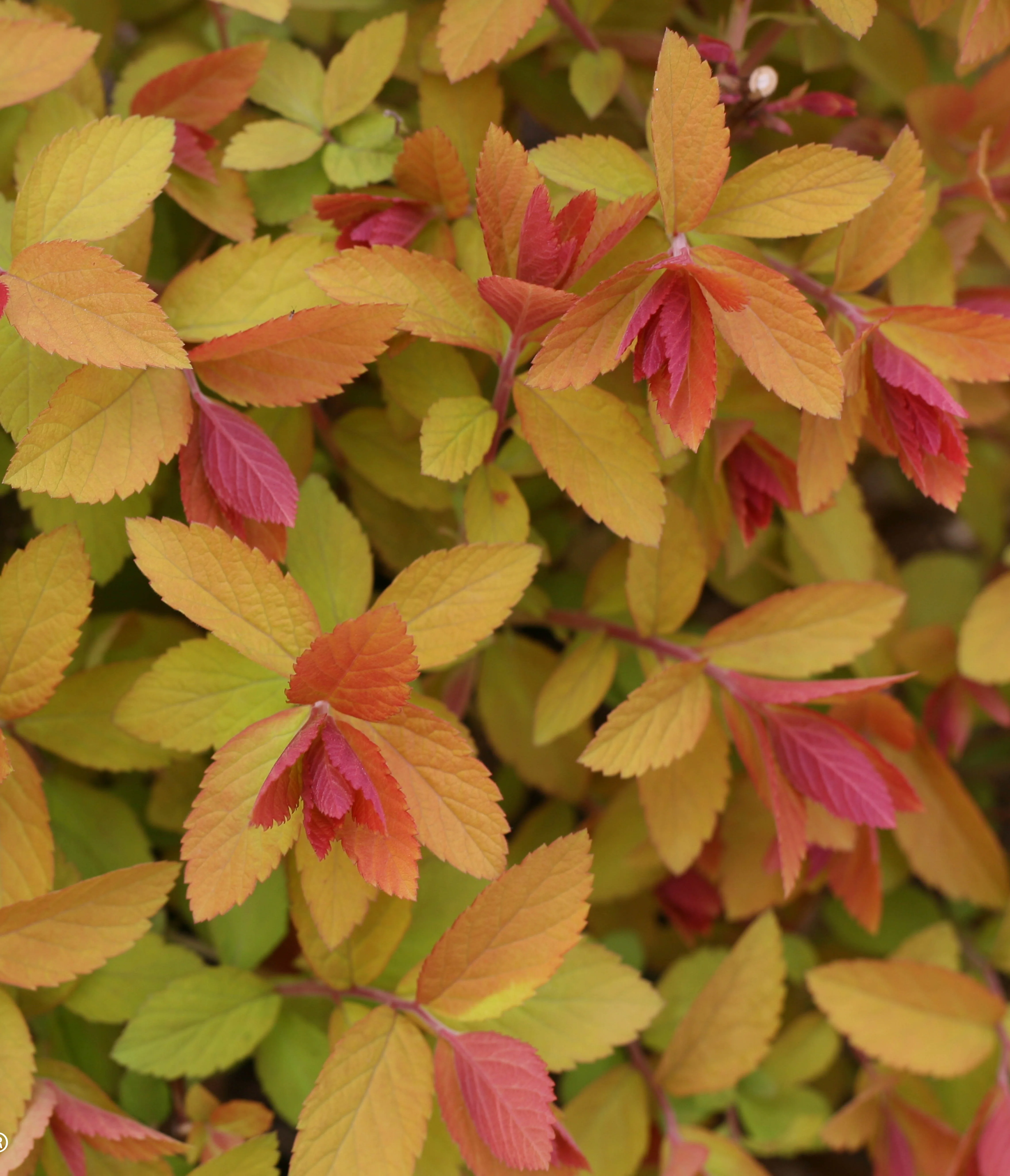 Close-up of Double Play® Big Bang® Spirea foliage showing serrated, oval leaflets in yellow-green, orange, and deep red tones, demonstrating the plant's vibrant seasonal color transition.