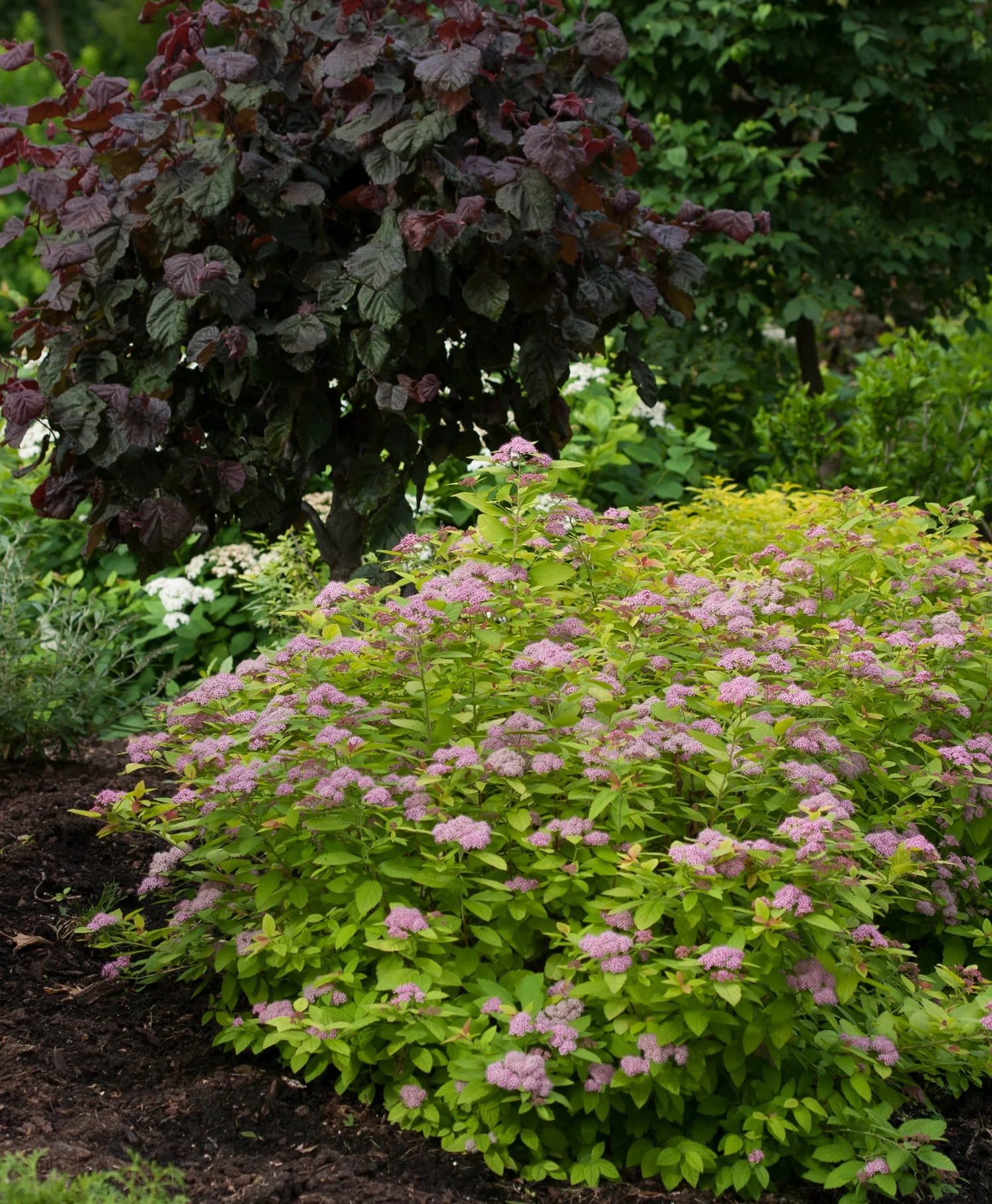 Double Play® Big Bang® Spirea (Spiraea japonica 'Tracy') displays broad, bright chartreuse-green foliage covered with hundreds of small, densely clustered pink flowers in full bloom. The compact mounded shrub is shown in a mature garden border with dark burgundy foliage backdrop, demonstrating landscape-scale performance and seasonal color impact.