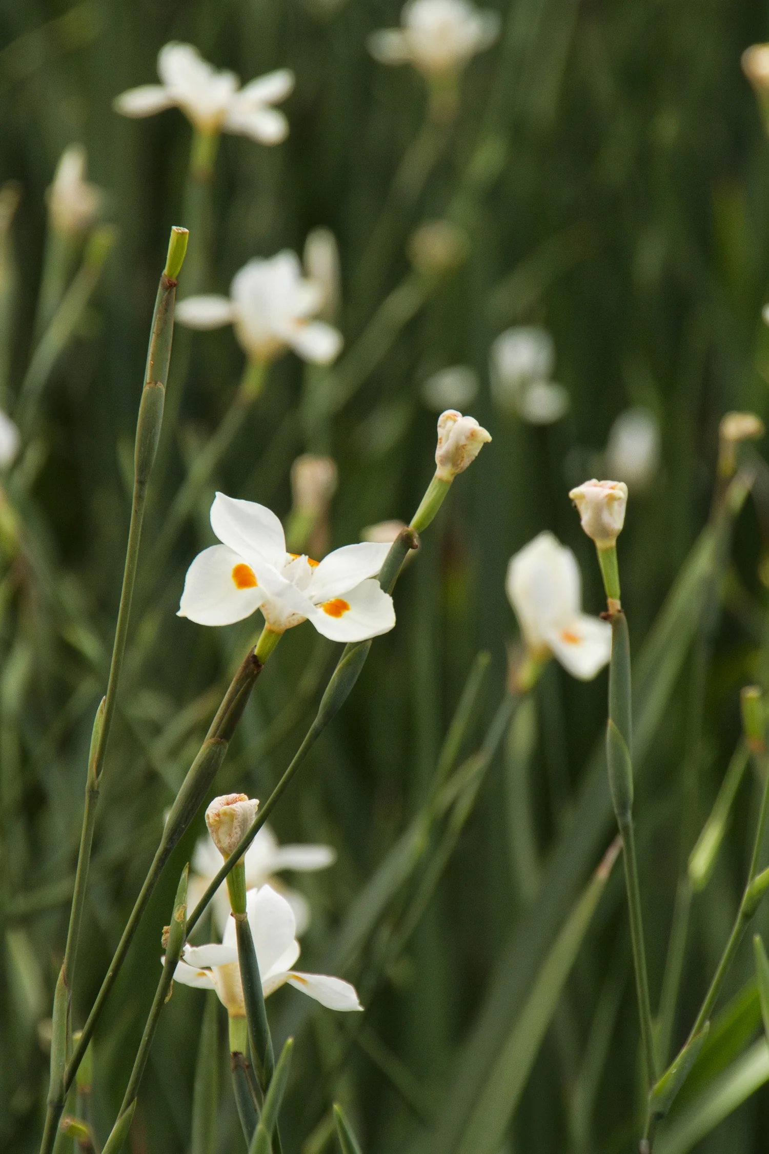 White six-petaled flowers with orange centers blooming on slender green stems among strappy foliage, showing Katrina® African Iris (Dietes x 'NOLA alba') at peak bloom stage in a garden setting.