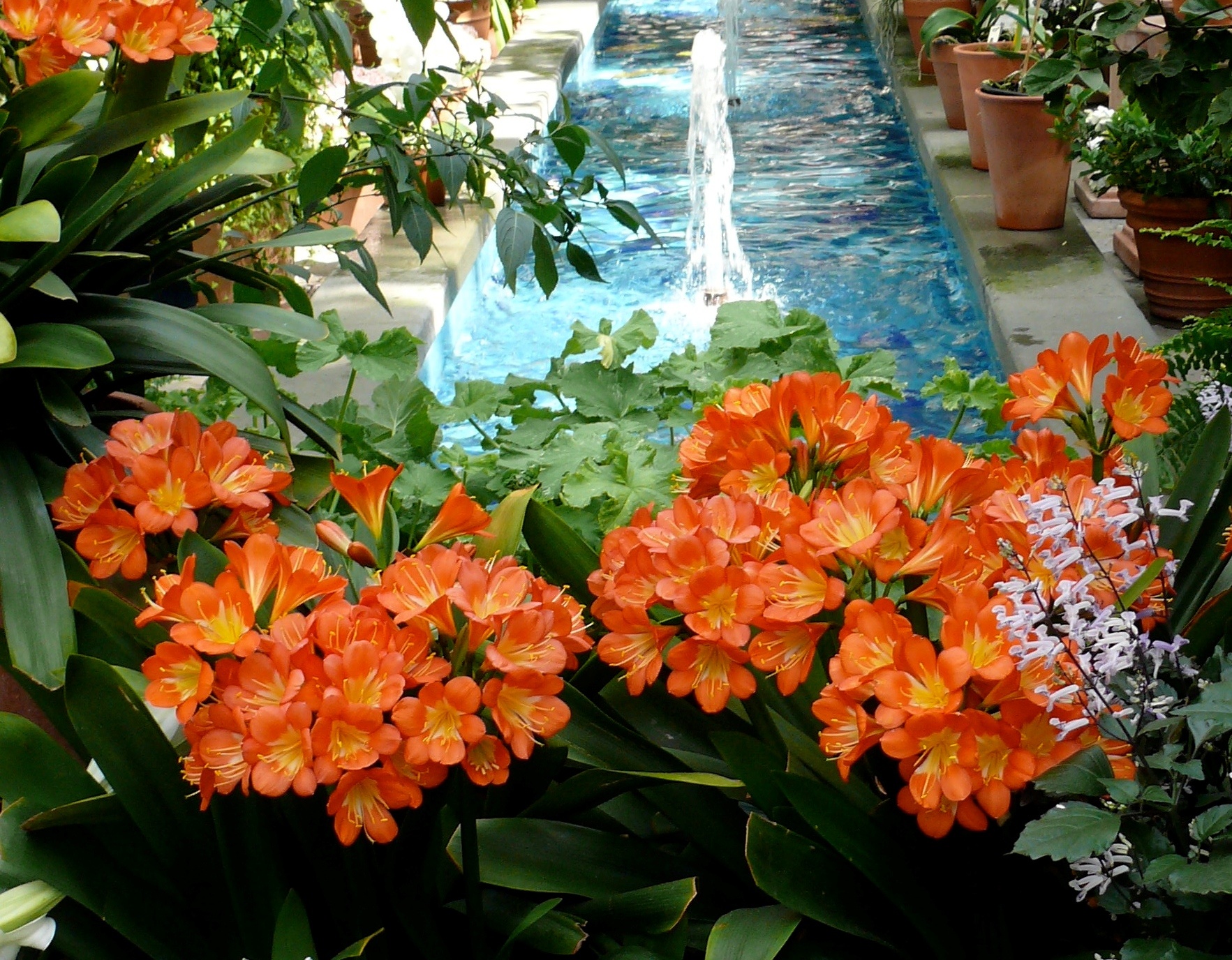 Belgian Hybrid Orange Clivia, Clivia miniata 'Belgian Hybrid Orange'