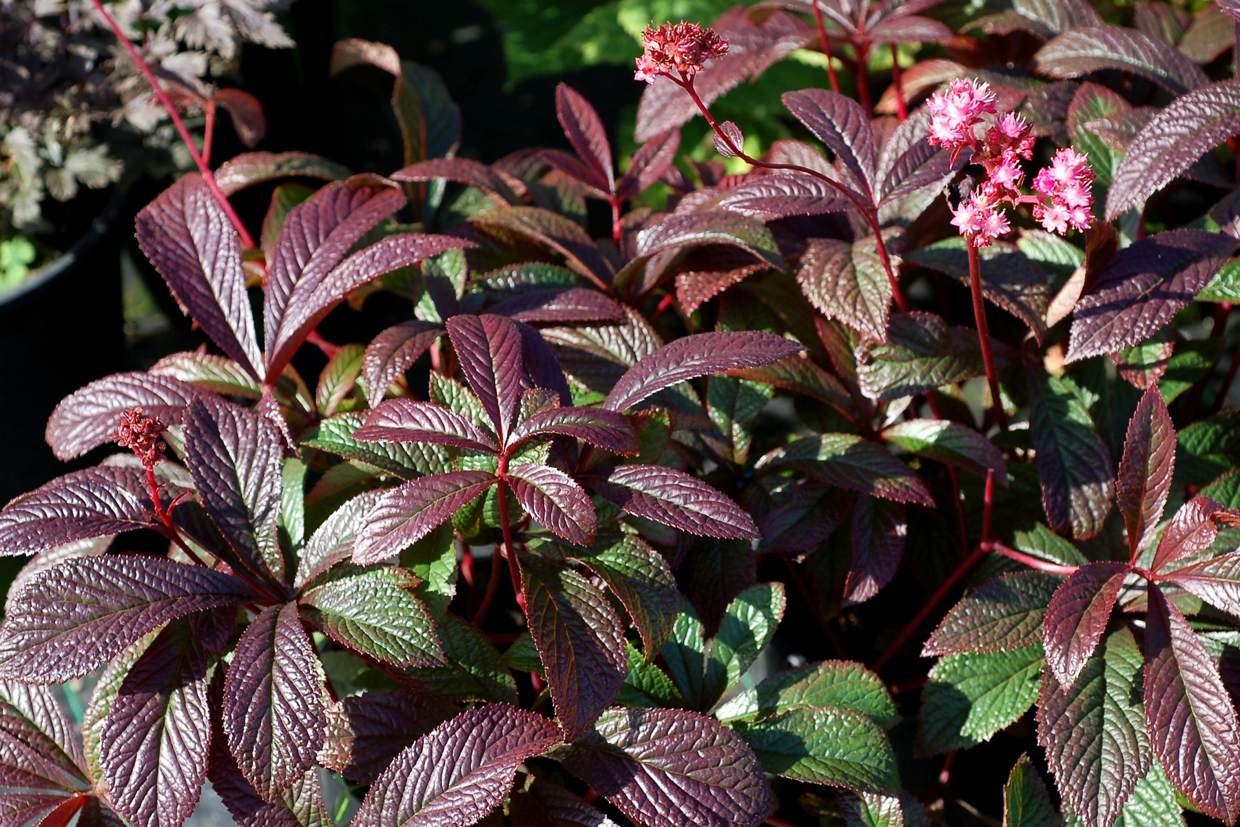 Bronze Peacock Rodgersia, Rodgersia hybrid 'Bronze Peacock' PP #24,780