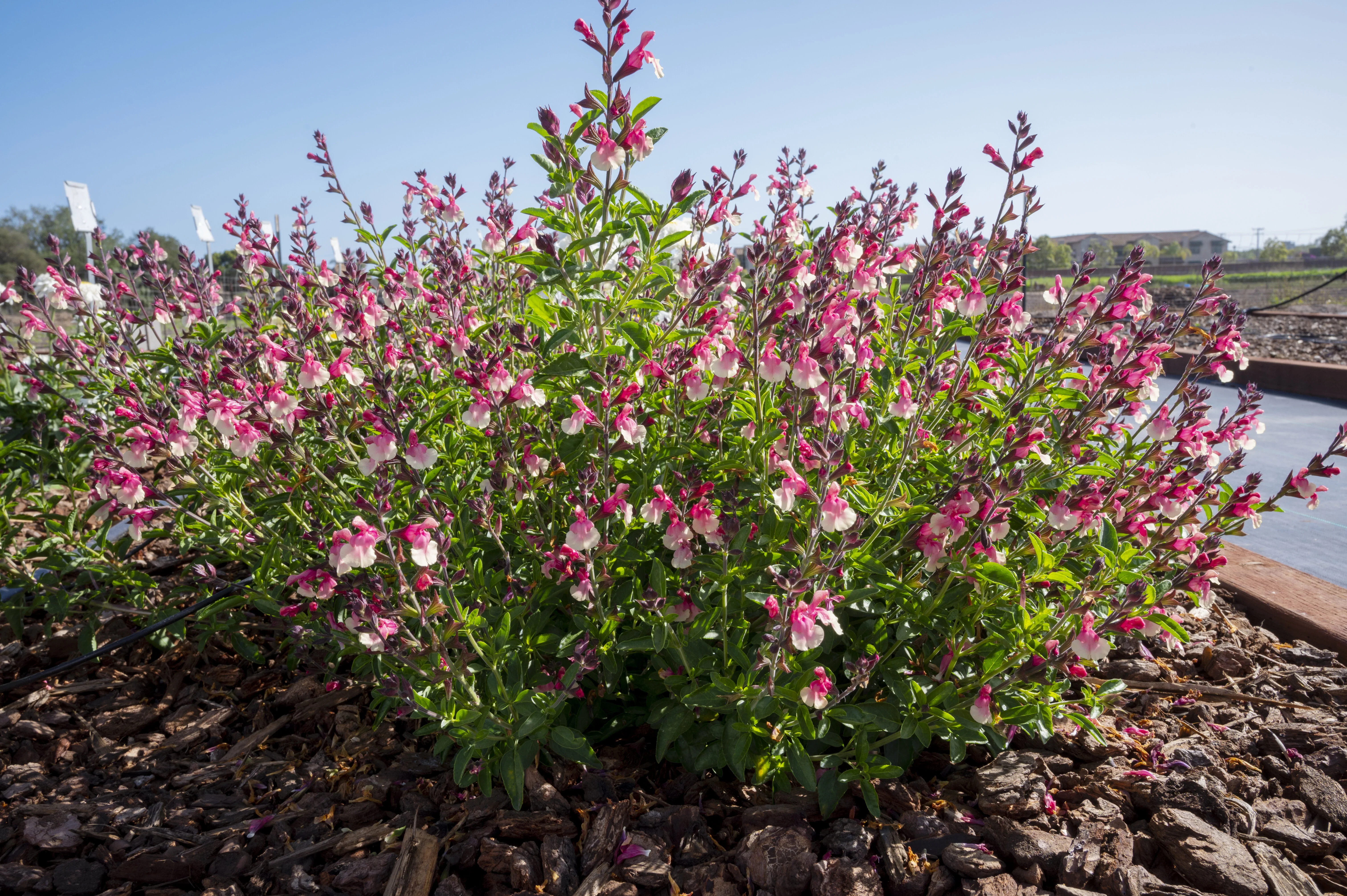 VIBE Ignition Sunrise Salvia, Monrovia Plant VIBE Ignition Sunrise Salvia, Monrovia Plant