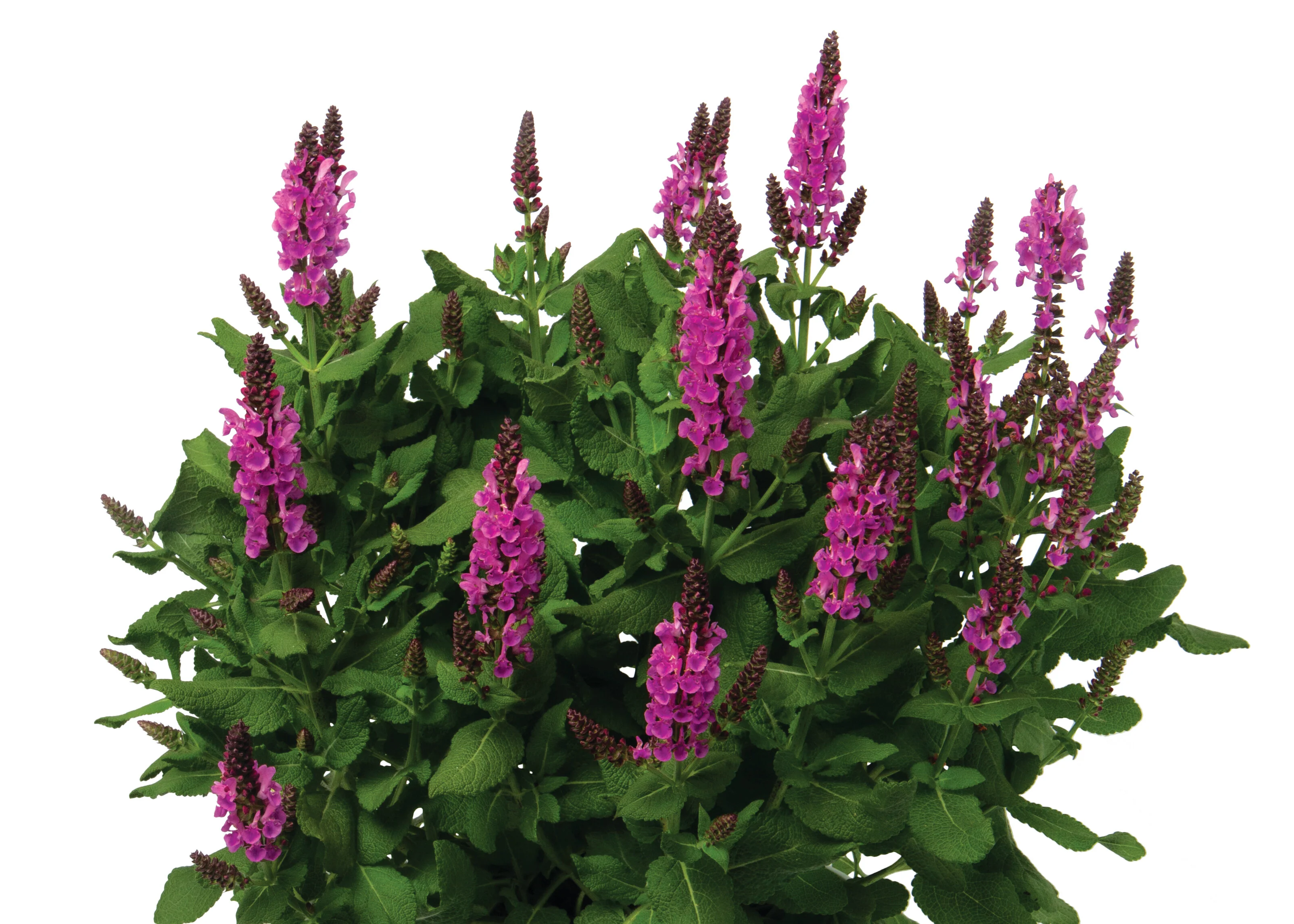 Noble Princess Meadow Sage, Salvia nemorosa 