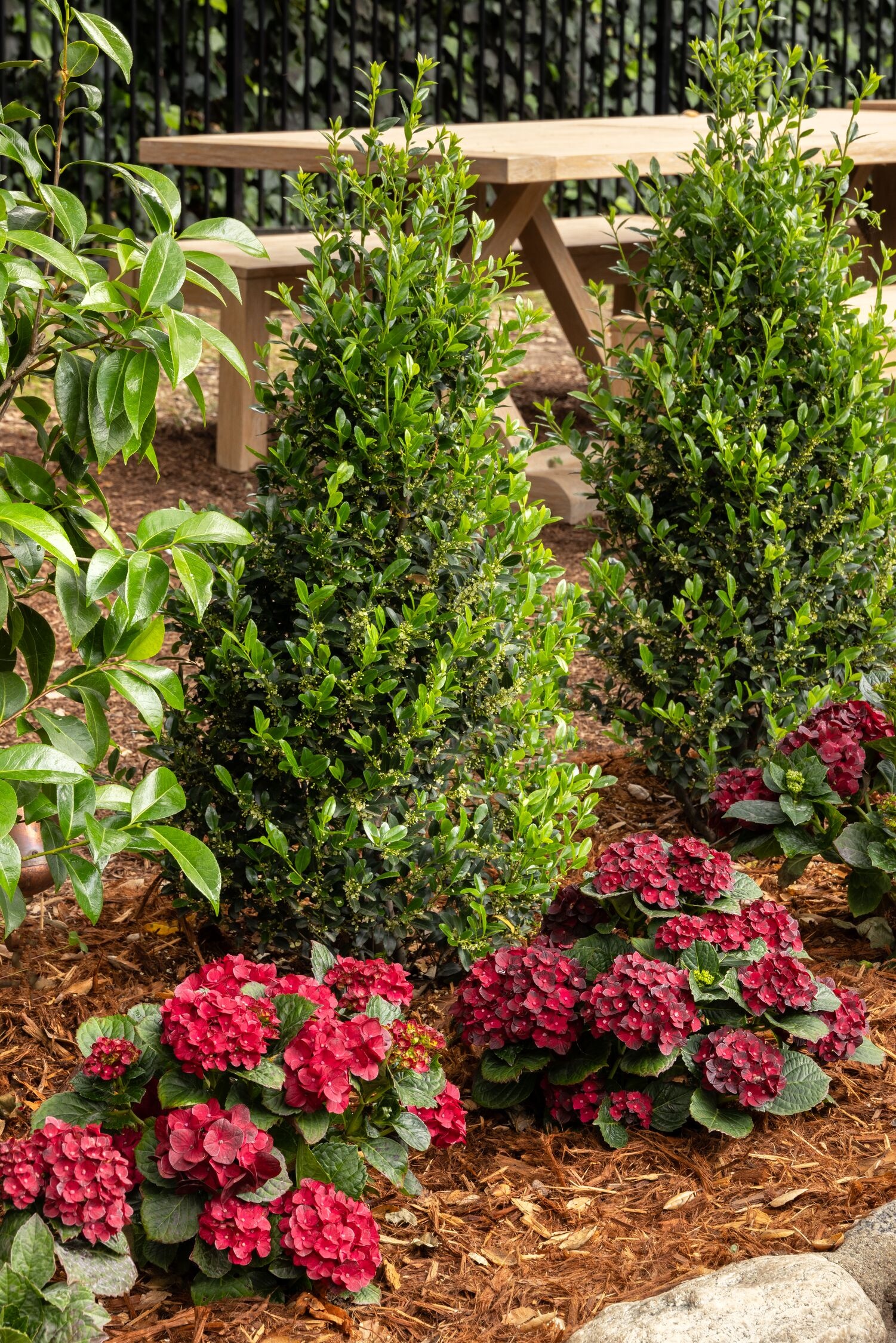 holly様B2500セット Emerald Colonnade® Holly, Ilex x 'RutHol1' PP #23,905, Monrovia Plant