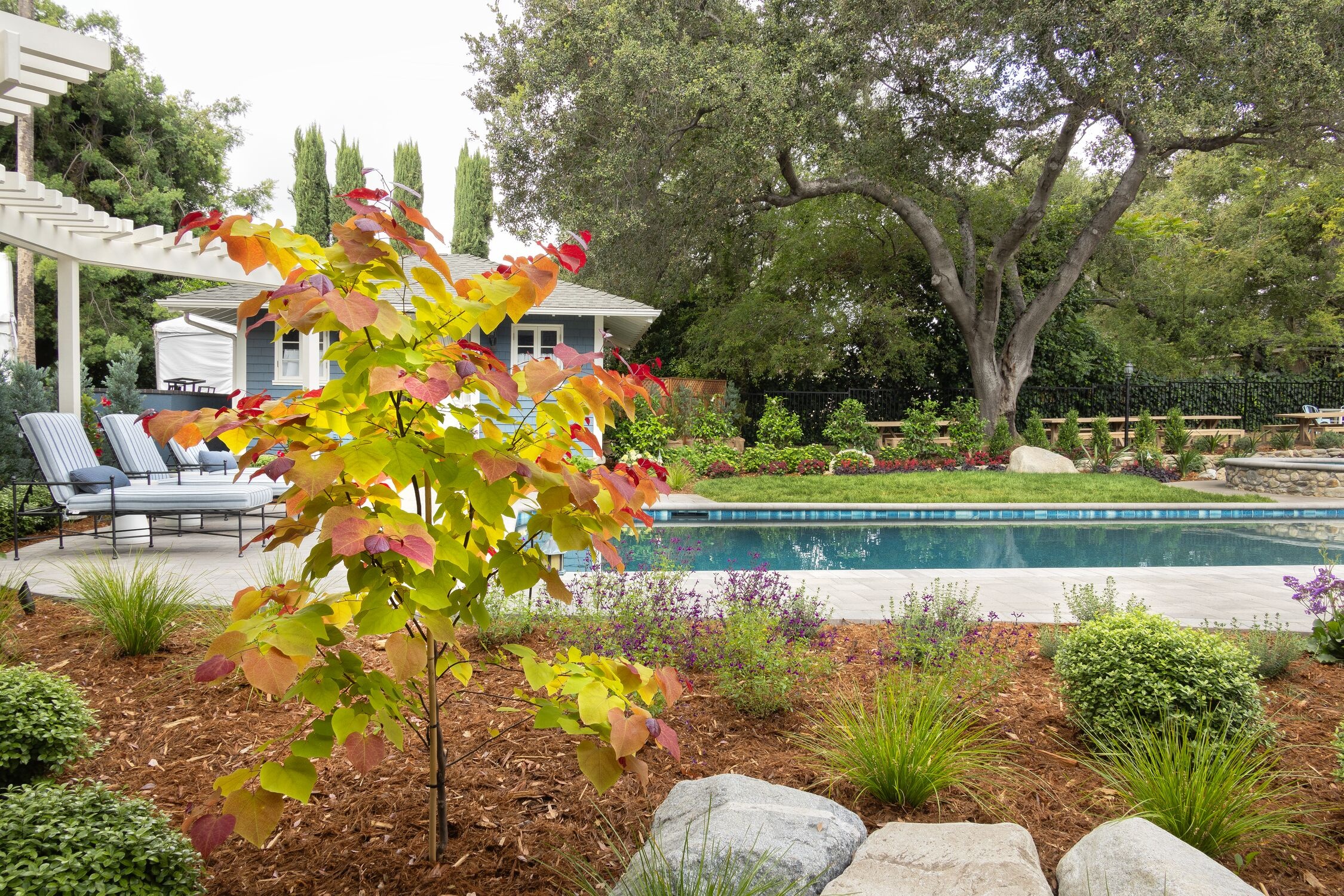 Flame Thrower® Redbud, Cercis canadensis 'NC2016-2' PP #31,260