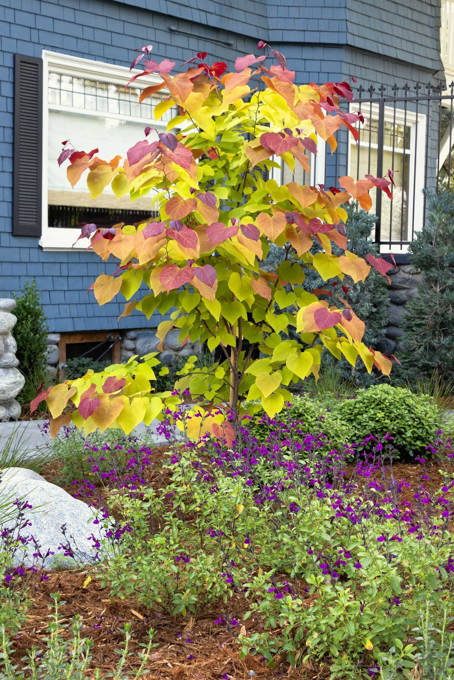 Flame Thrower® Redbud, Cercis canadensis 'NC2016-2' PP #31,260