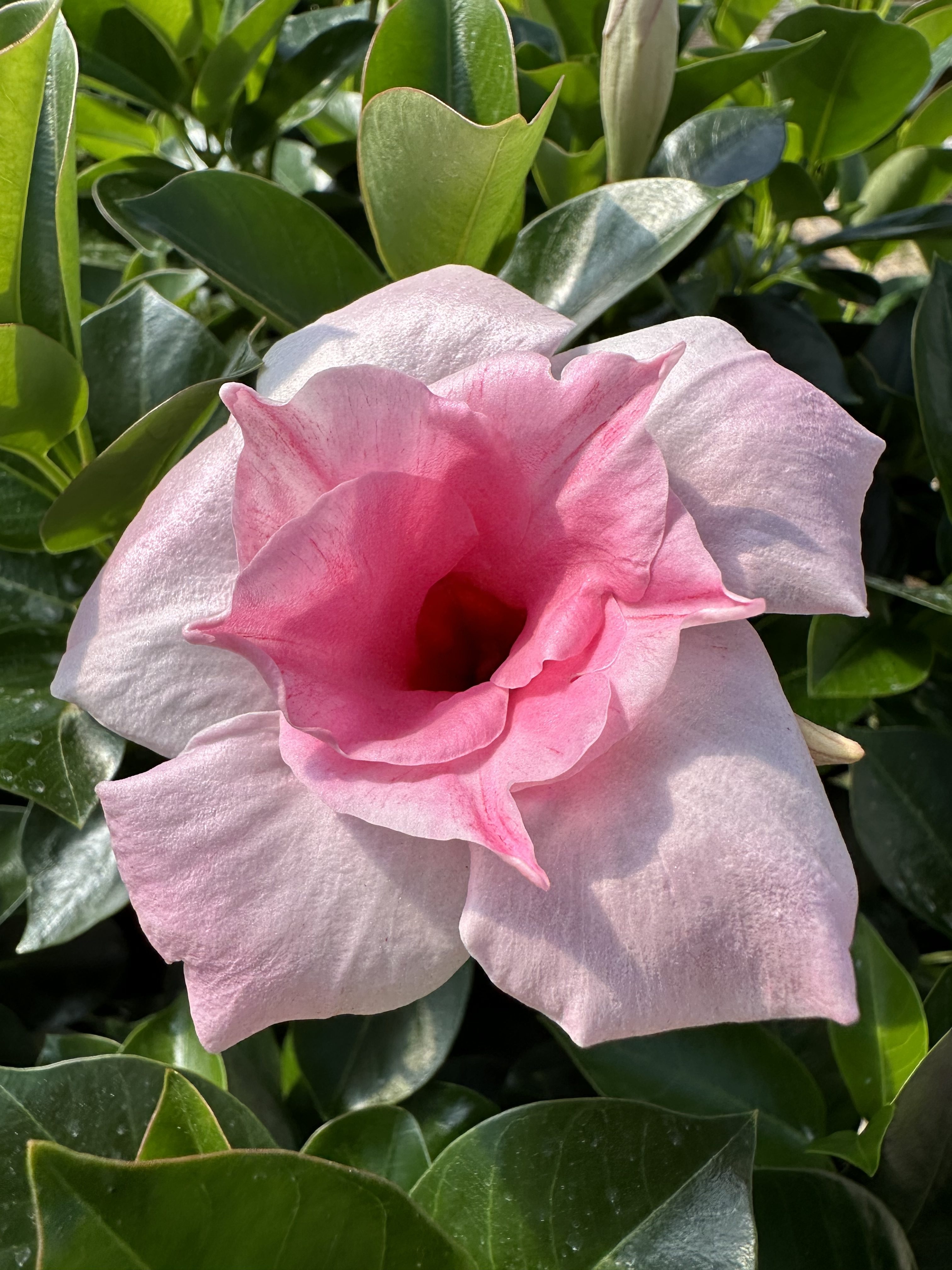 まるさま　BSプルオーバーローズ Sun Parasol® Original XP Double Pink Blush Mandevilla, Monrovia Plant