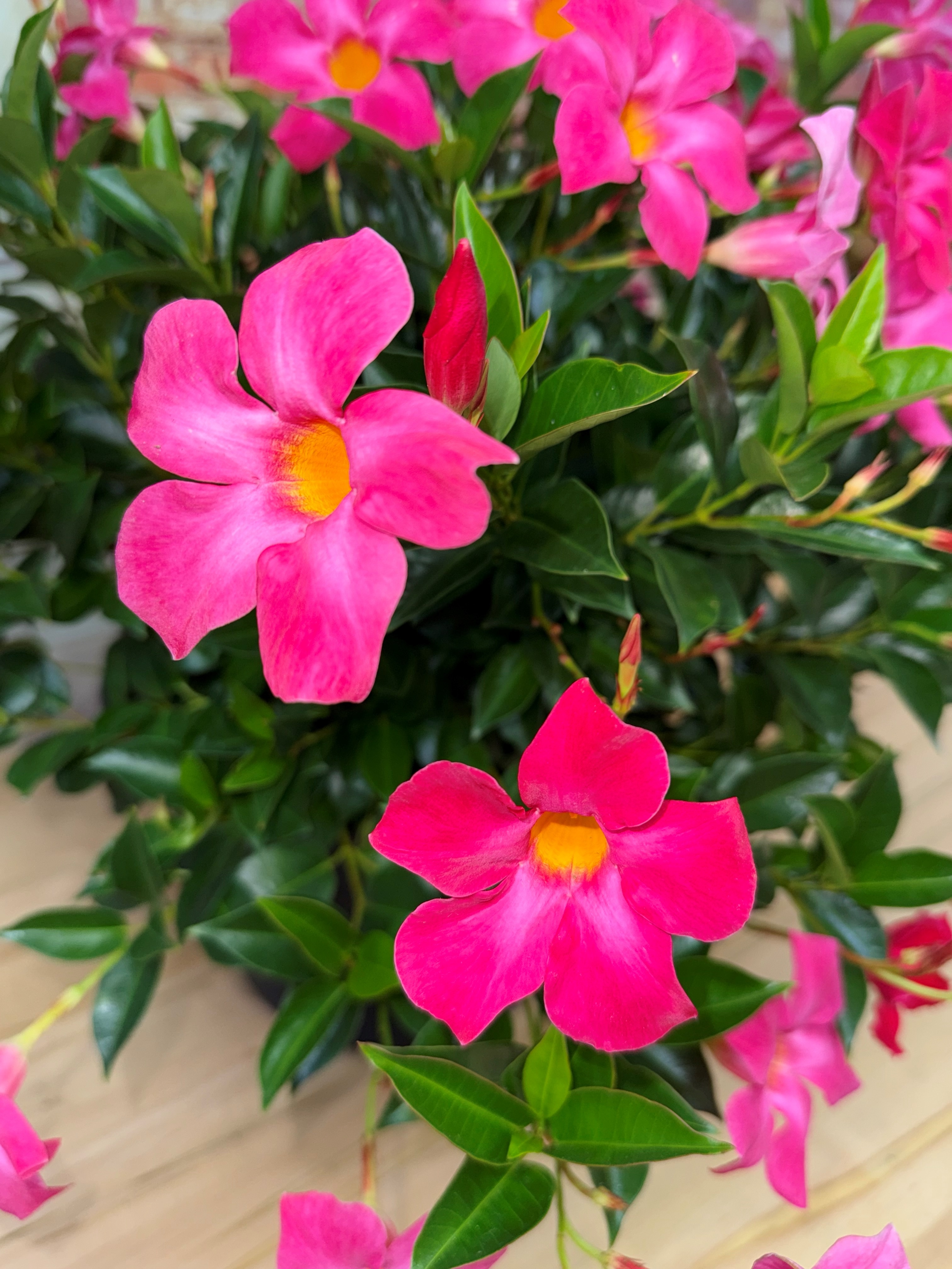 Sun Parasol® Original XP Pink Mandevilla, Monrovia Plant