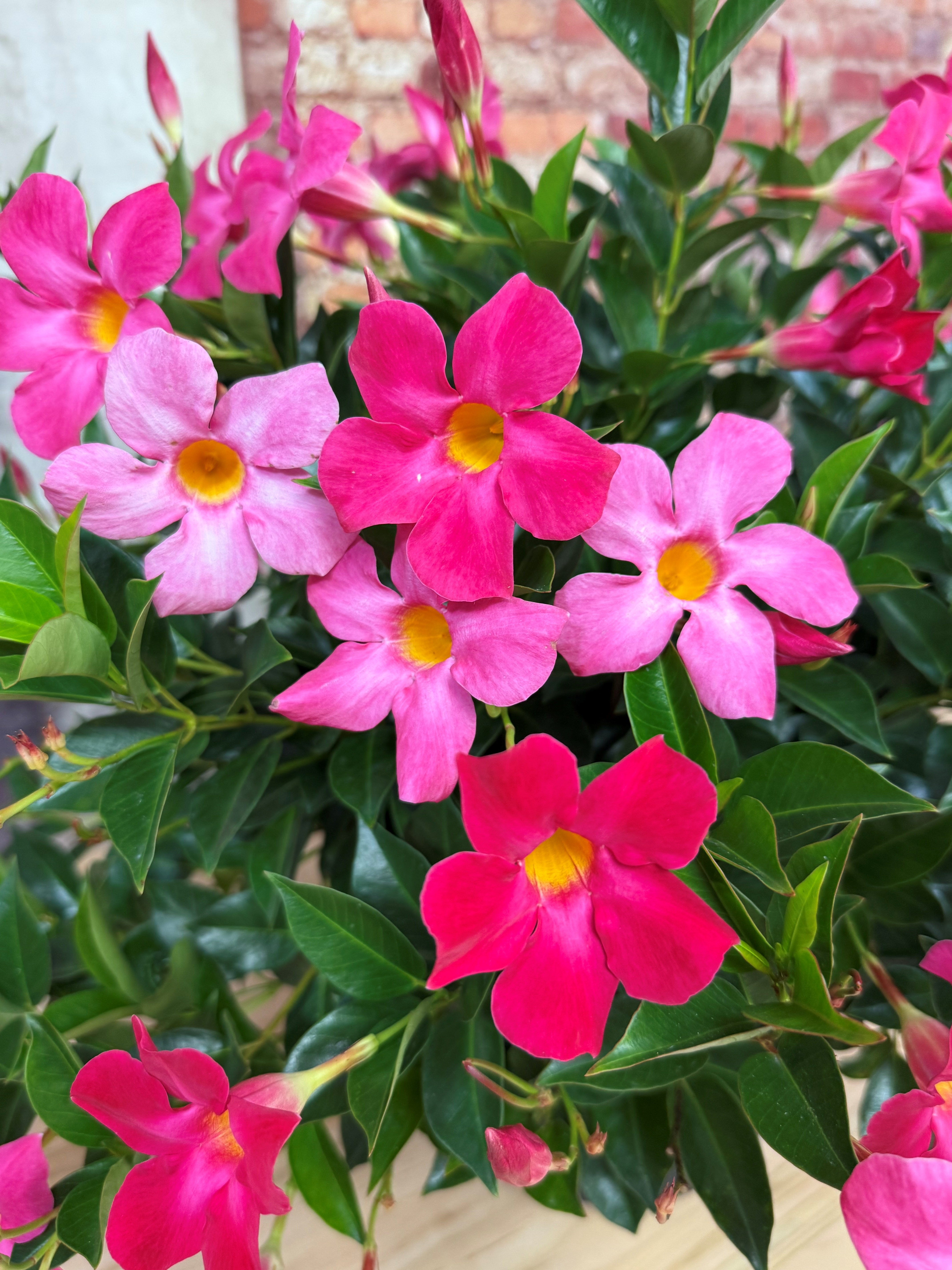 フラワー・ガーデニング ZEROjr Sun Parasol® Original XP Pink Mandevilla, Monrovia Plant