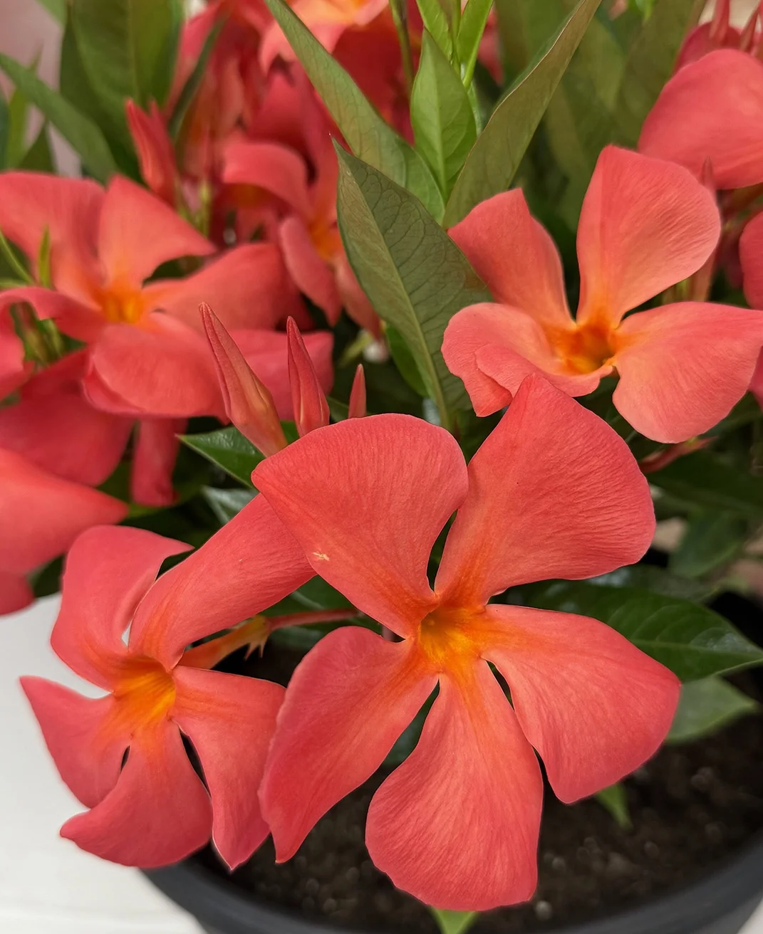 Sun Parasol® Original XP Maui Sunset Mandevilla, Monrovia Plant