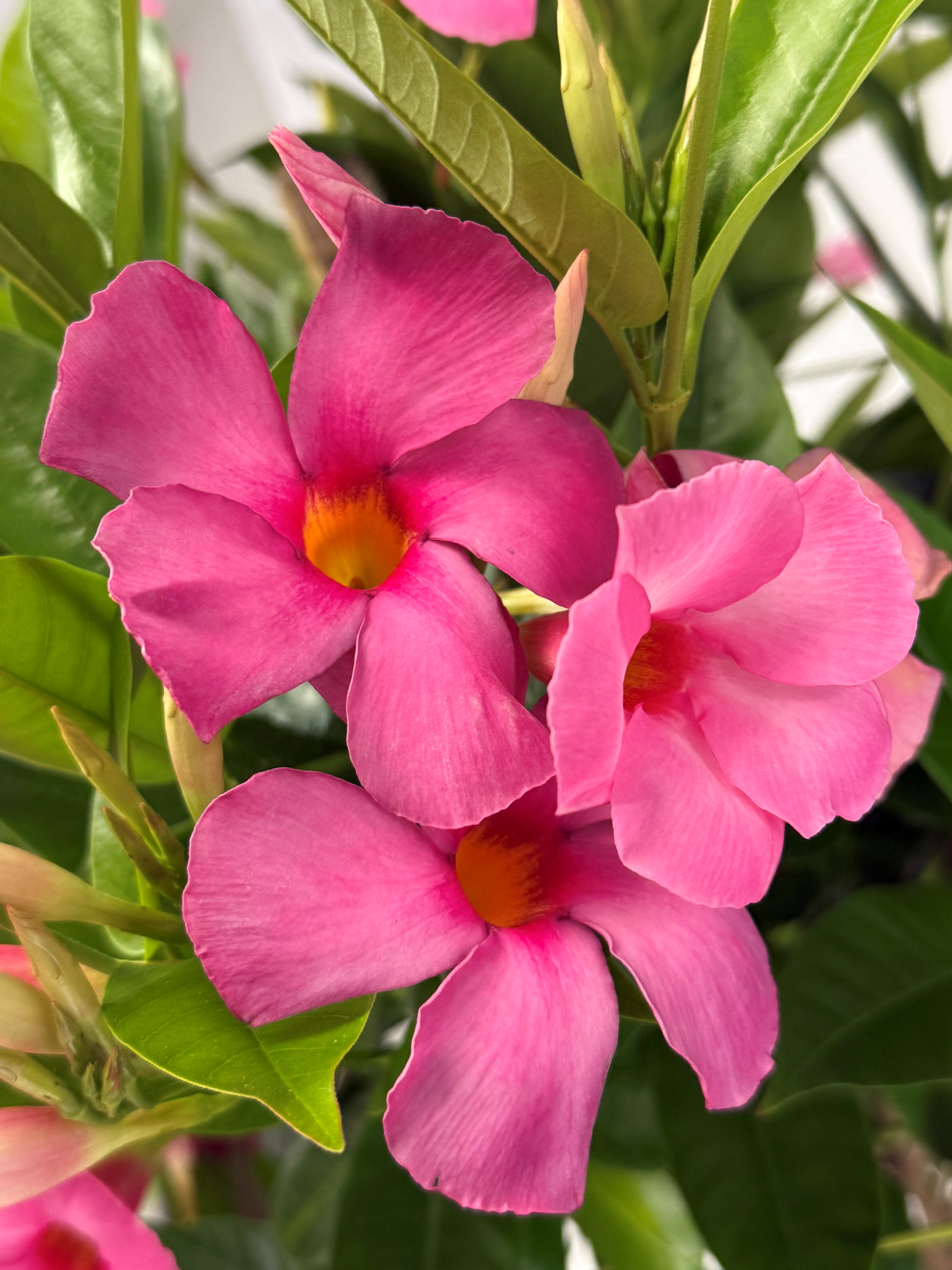 Sun Parasol® Suprema Vivid Pink Mandevilla, Mandevilla PPAF