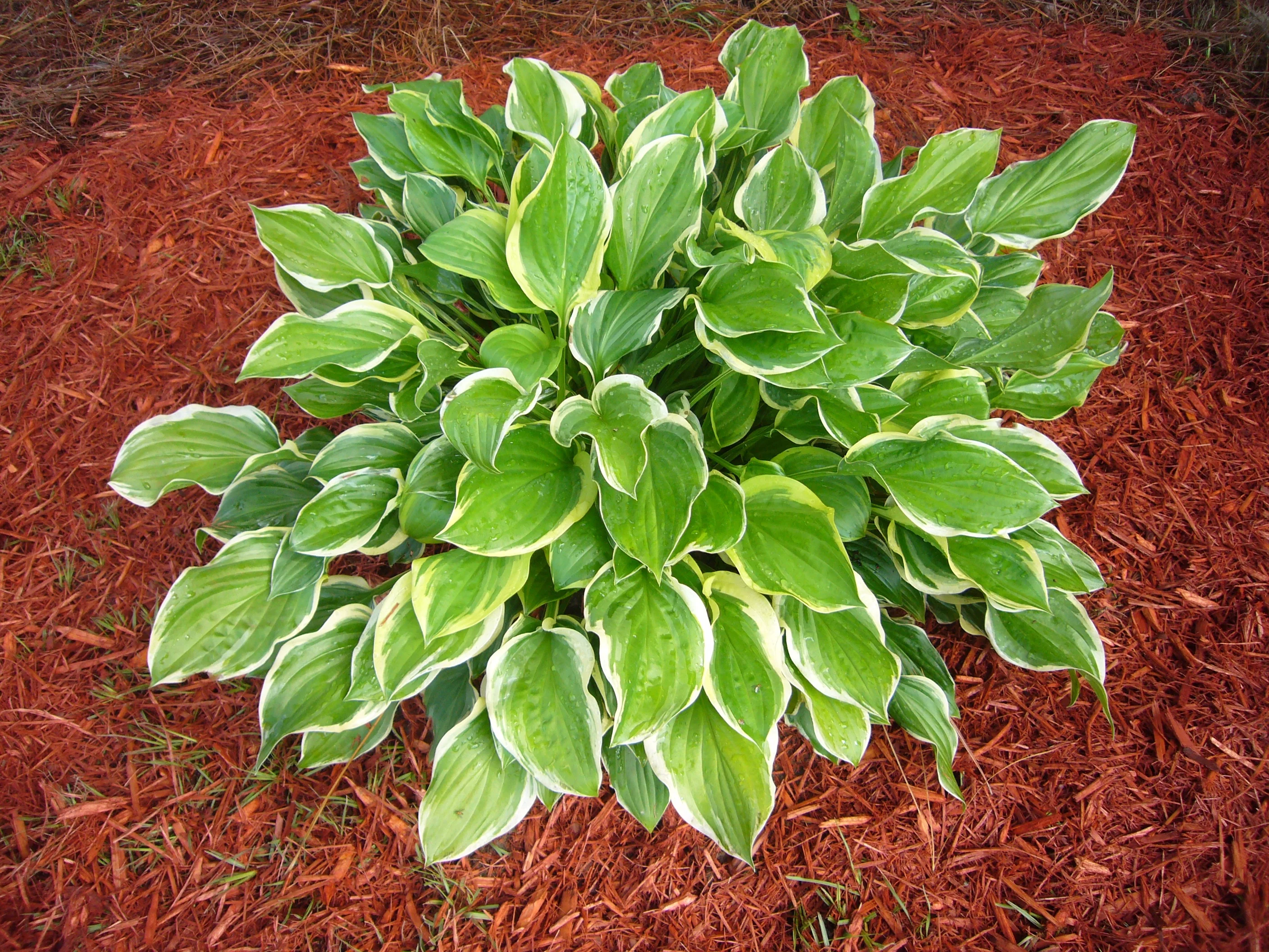 Live Oak Technologies