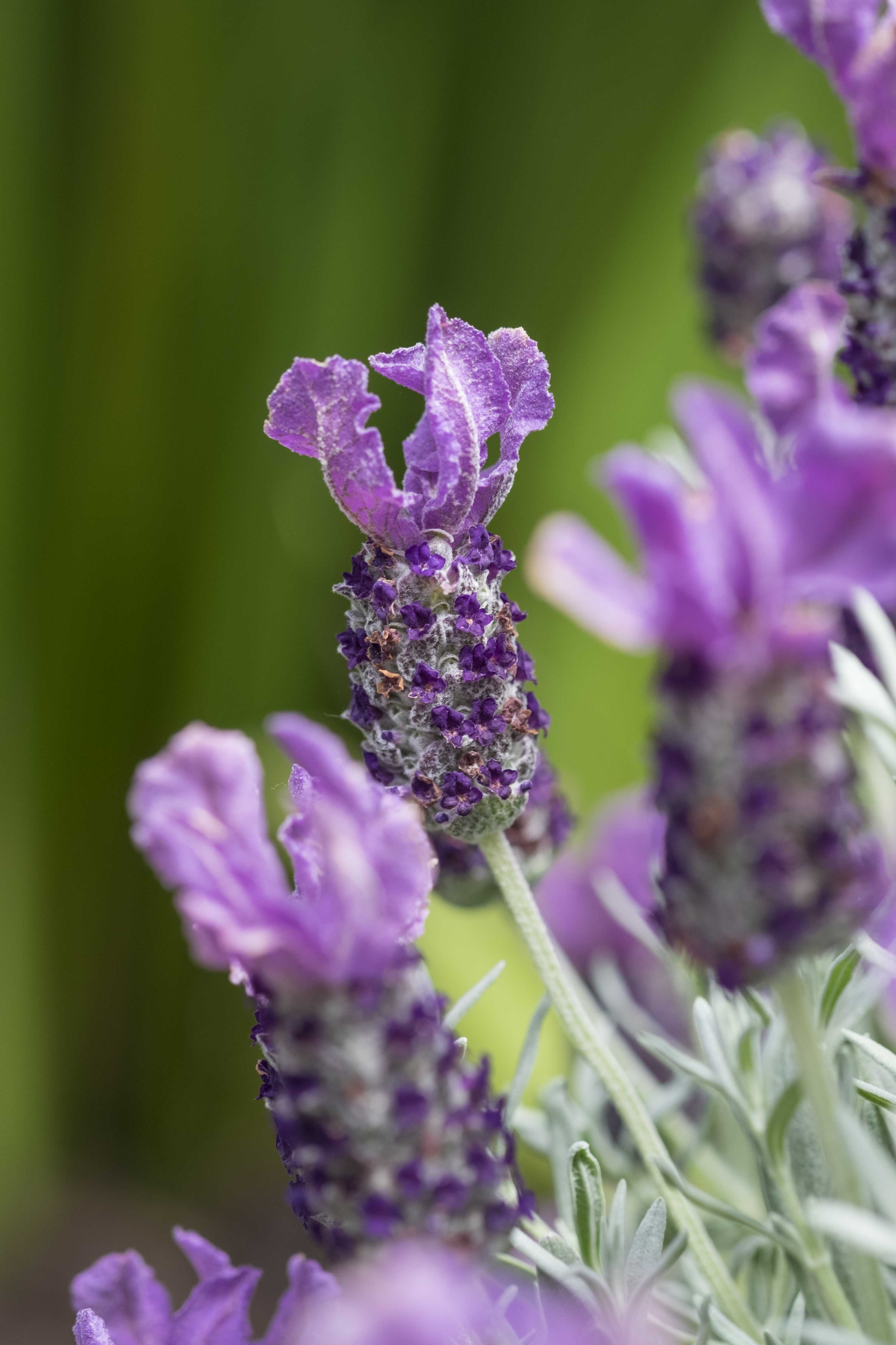 Lavinnova® Frost Purple Lavender, Lavandula pedunculata 'Frost Purple'