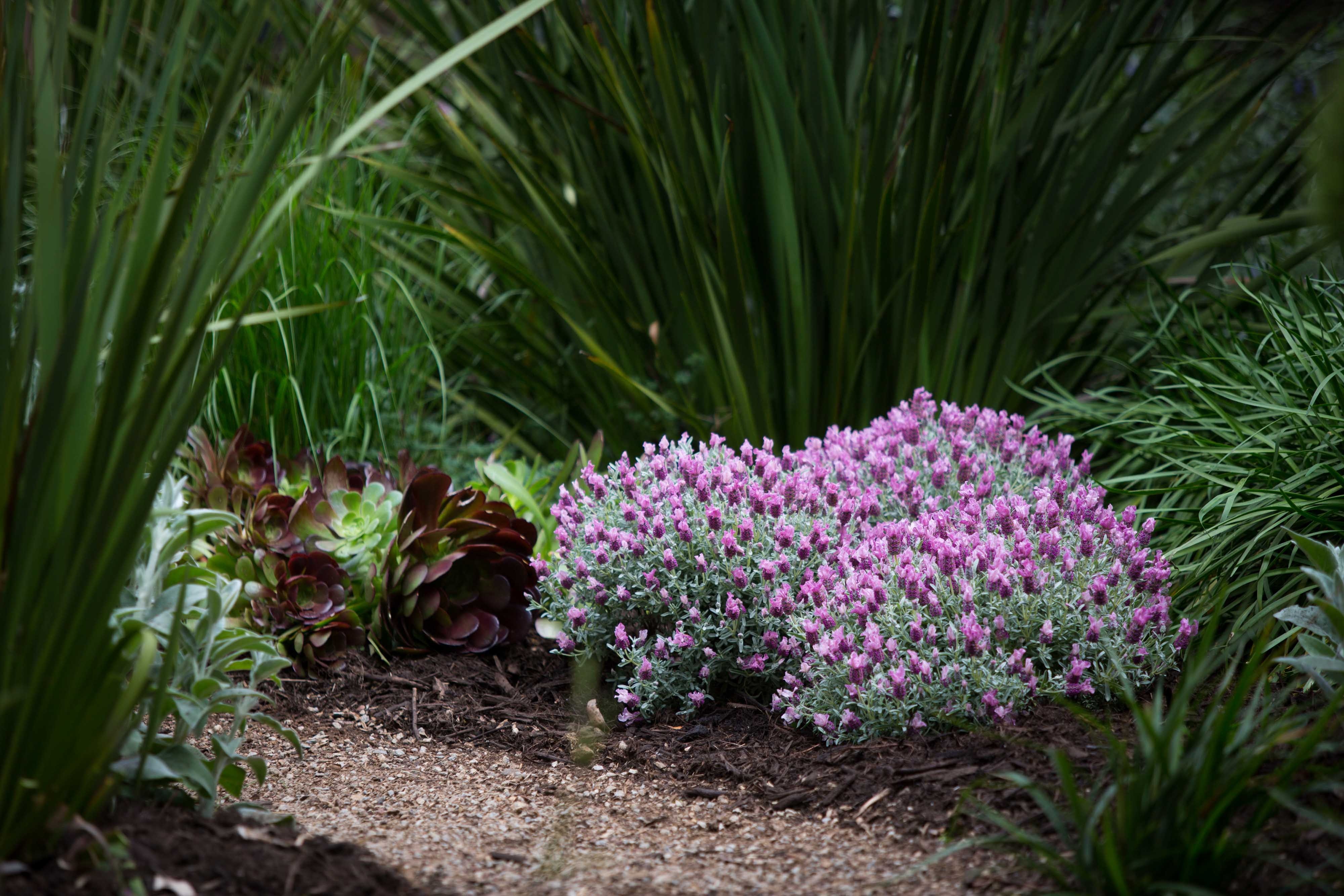 Lavinnova Frost Pink Lavender, Lavandula pedunculata 'Frost Pink'