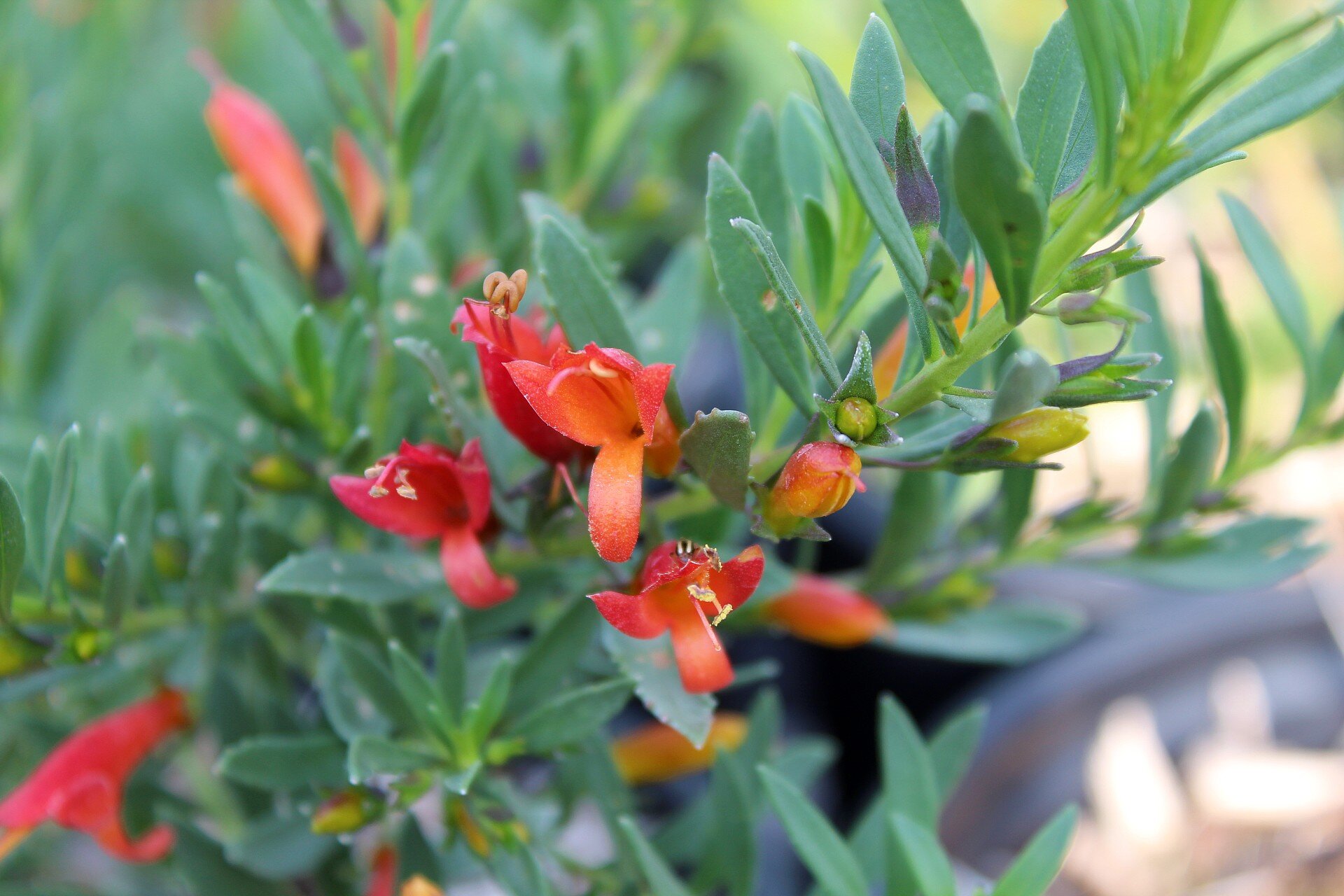 Winter Blaze Emu Bush, Eremophila glabra subsp. carnosa 'Winter Blaze'