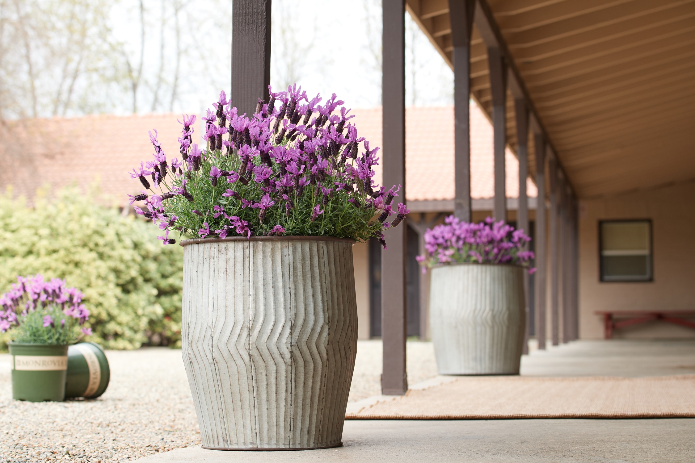 Javelin Forte™ Deep Purple Spanish Lavender, Monrovia Plant