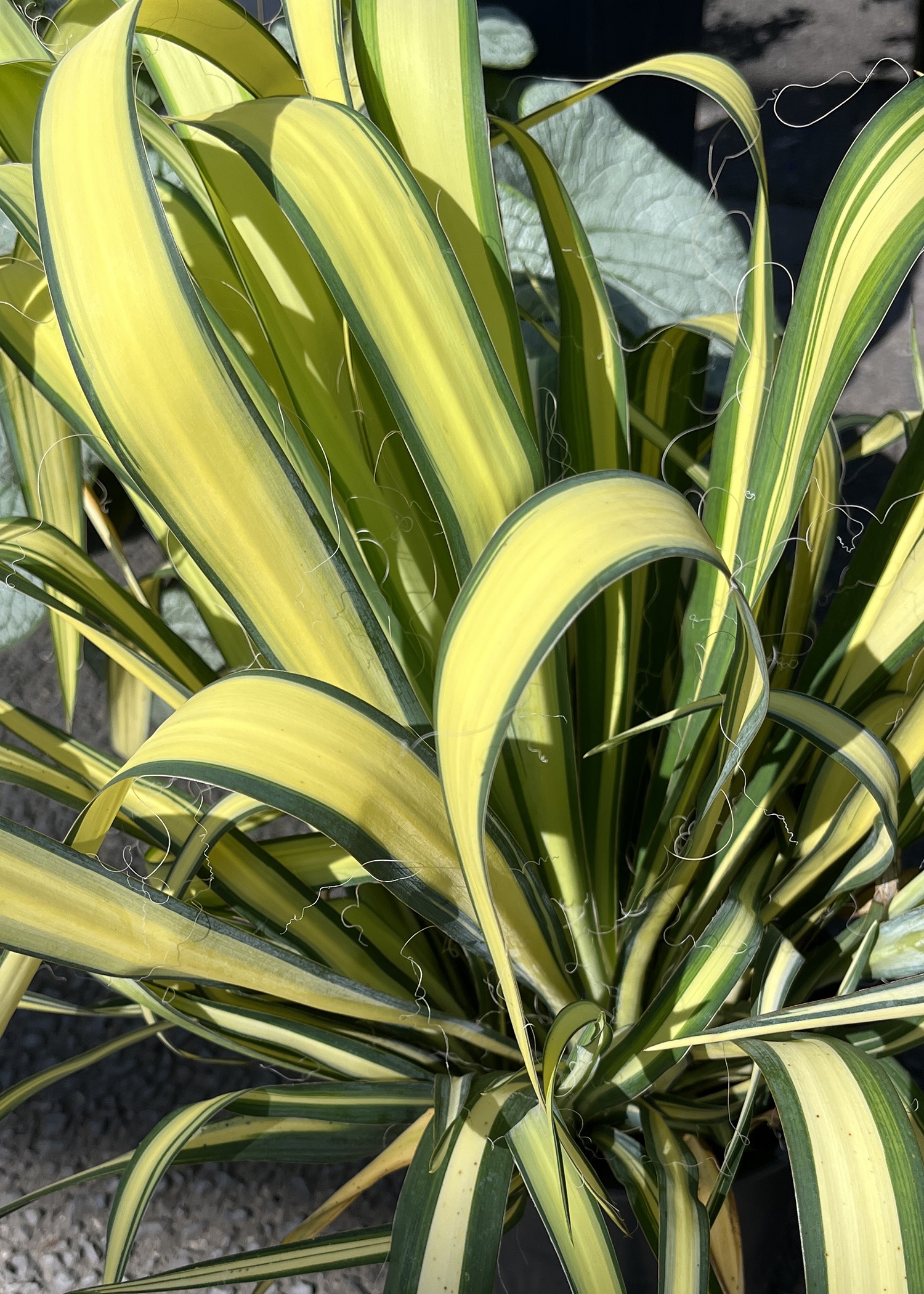 こたつ Yucca Split Enz™ Yucca, Yucca , Monrovia Plant