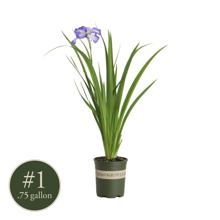 Cascade Spice Japanese Iris, Iris ensata 'Cascade Spice', Monrovia