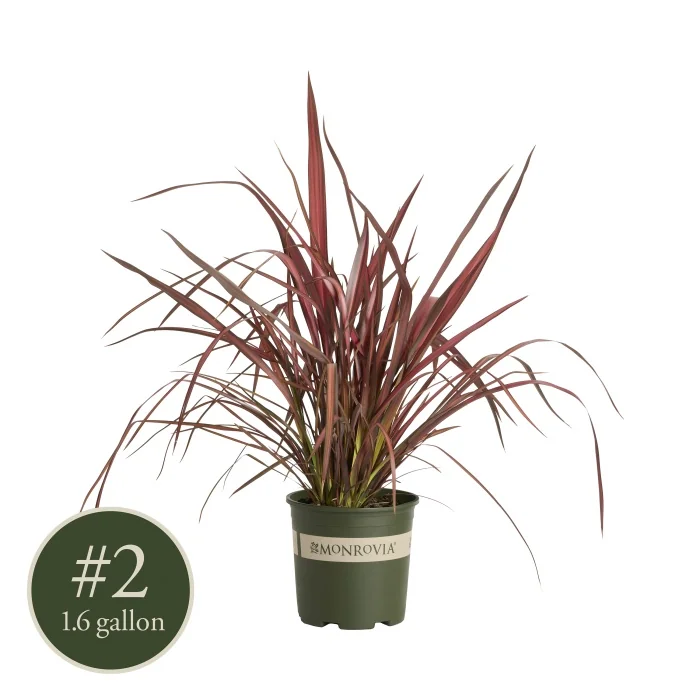 Rainbow Maiden New Zealand Flax, Phormium 'Rainbow Maiden