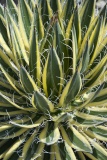 45185_agave_royal_flush_0616.jpg