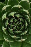 Ami Lace Aloe, Aloe aristata 'Ami', Monrovia Plant