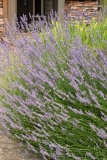 Provence Lavender, Lavandula x intermedia 'Provence', Monrovia Plant