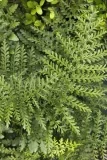 Austral Gem Bird's Nest Fern, Asplenium hybrid 'Austral Gem'