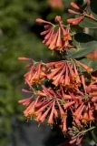 Dropmore Scarlet Trumpet Honeysuckle, Lonicera x brownii 'Dropmore Scarlet'