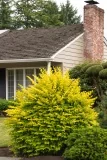 Vicary Golden Privet, Ligustrum x vicaryi, Monrovia Plant