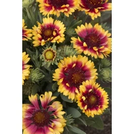 Sunset Snappy Blanket Flower, Gaillardia 'Sunset Snappy' PP #26,944